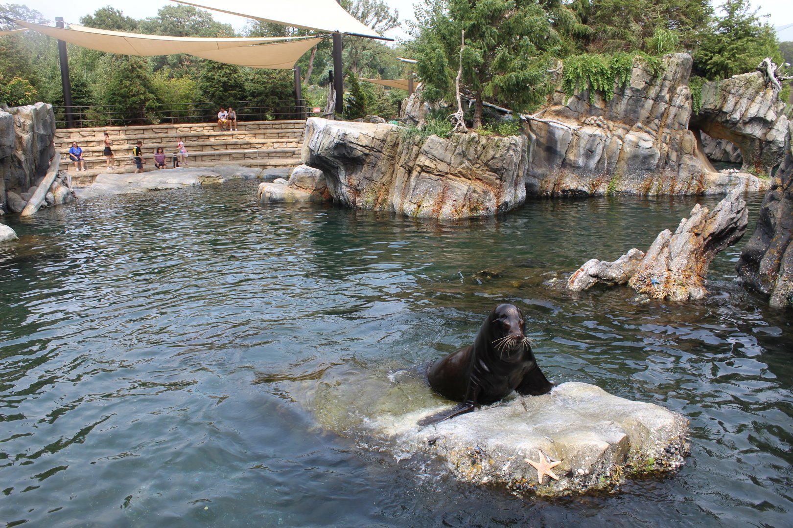 California Sea Lion & Harbor Seal Exhibit - Sea Lion Shores