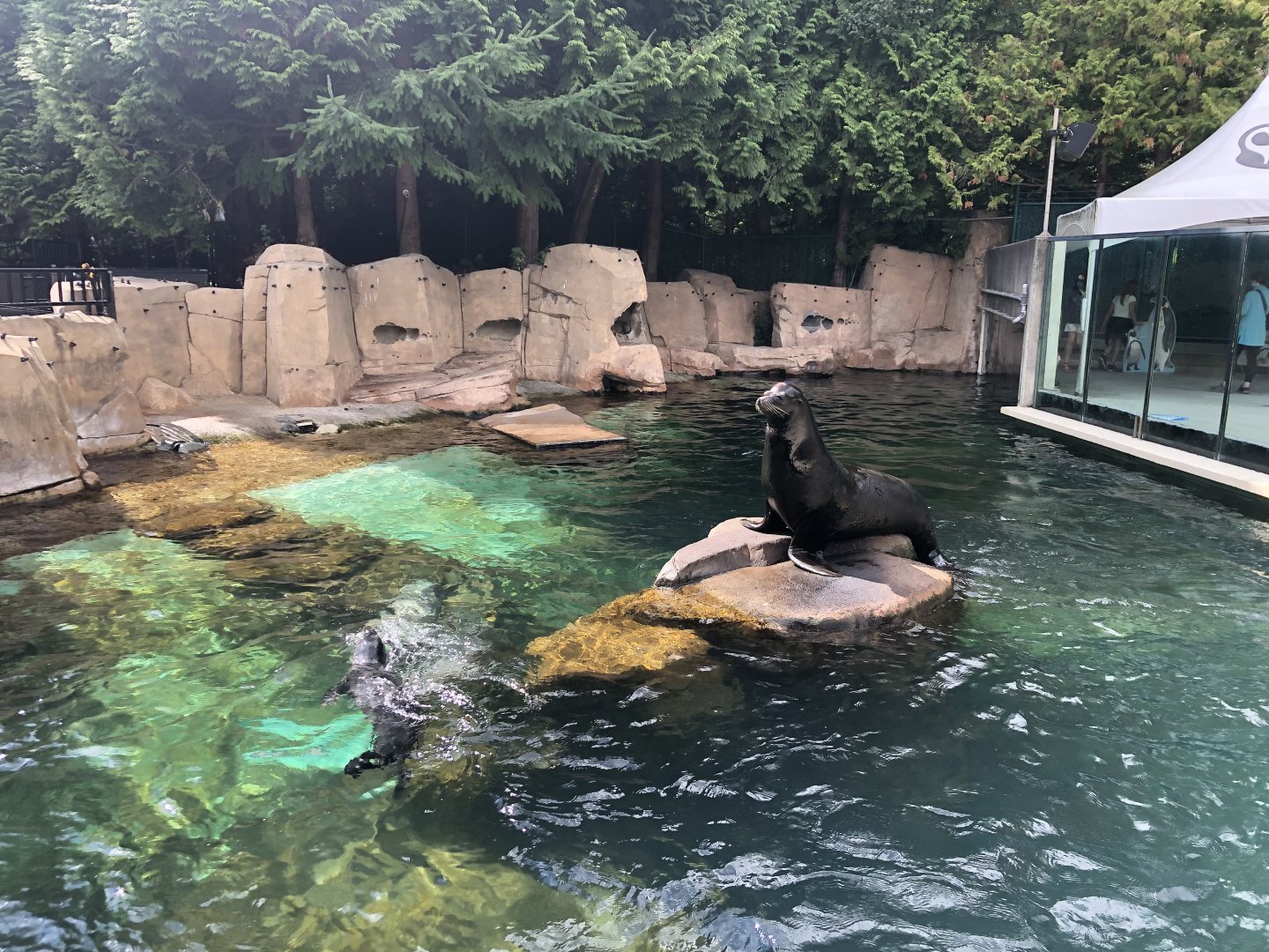 California Sea Lion & Harbor Seal Exhibit
