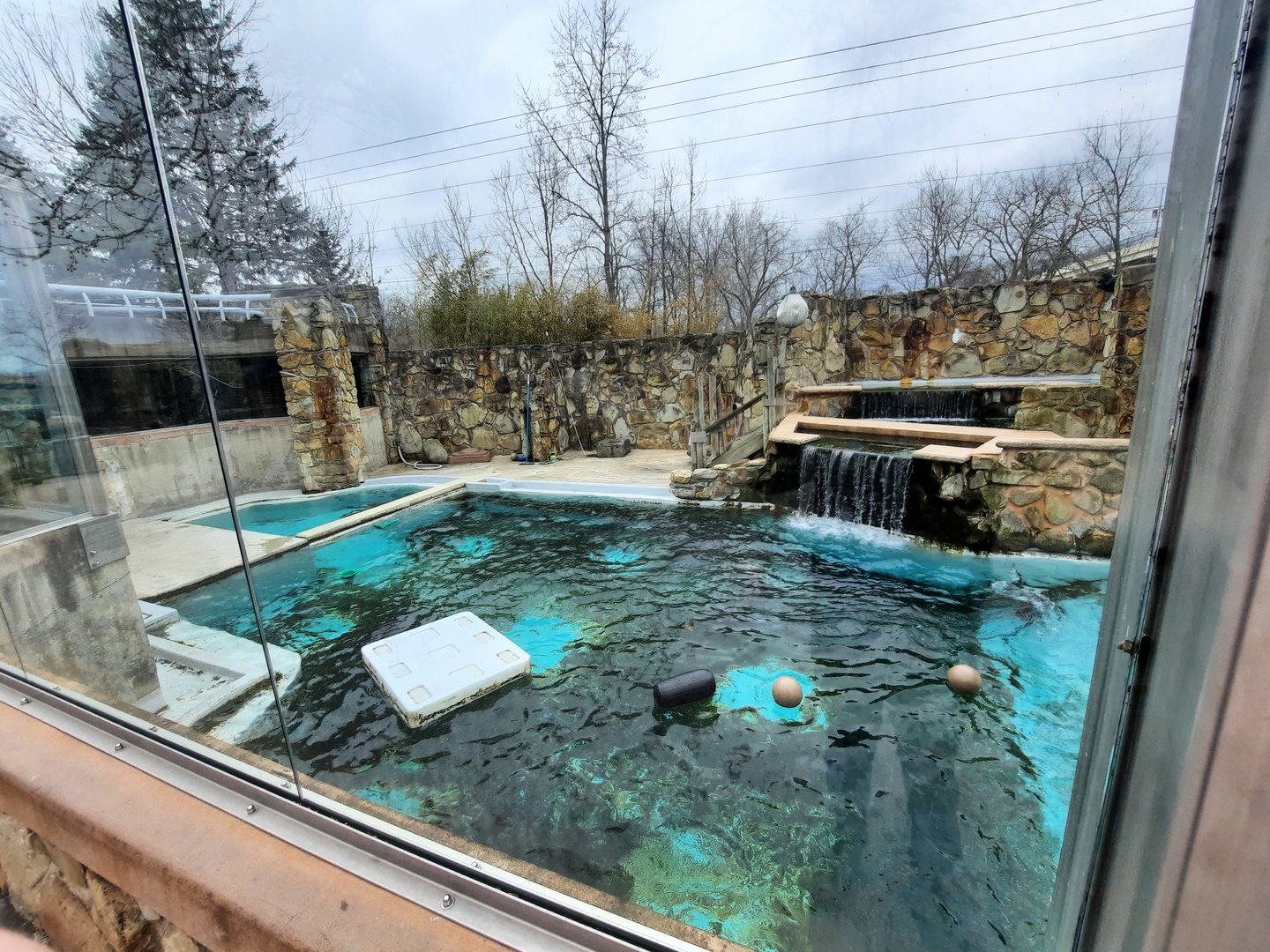 California Sea Lion/Harbor Seal Pool