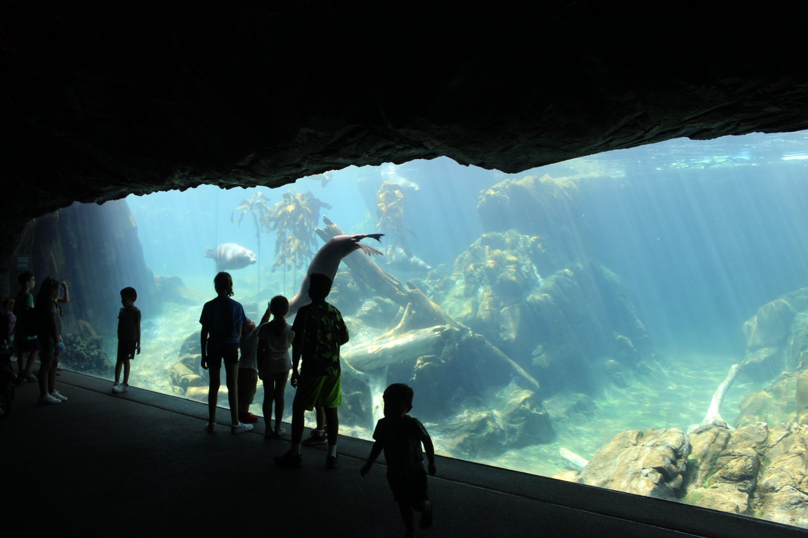 California Sea Lion & Harbor Seal Underwater Viewing - Sea Lion Shores