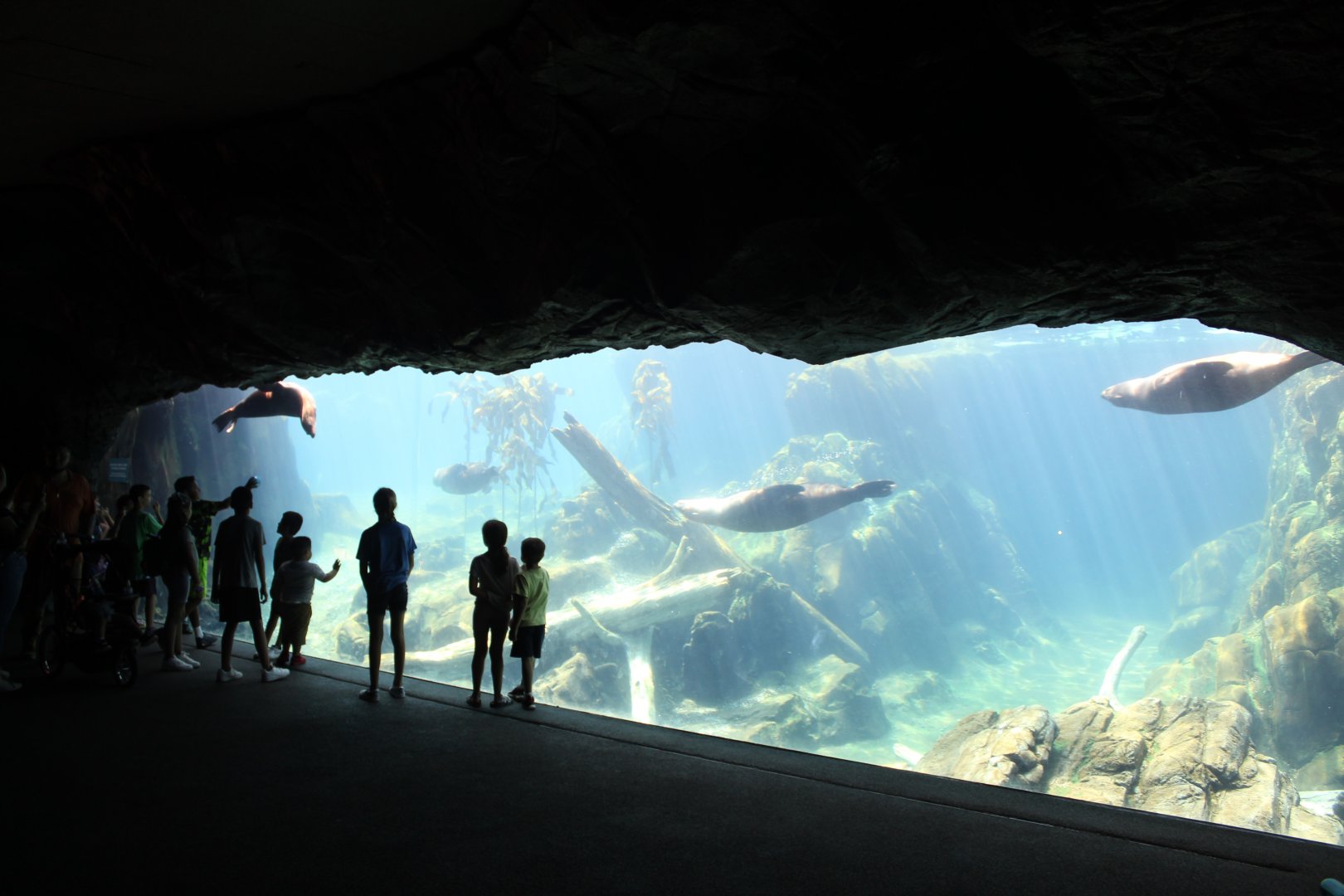 California Sea Lion & Harbor Seal Underwater Viewing - Sea Lion Shores