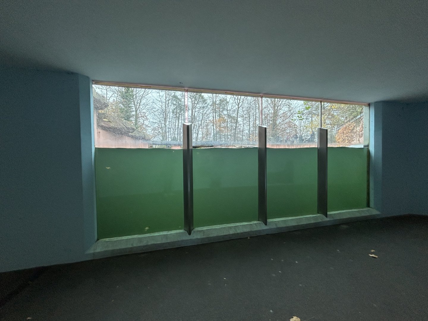 California Sea Lion & Harbor Seal Underwater Viewing