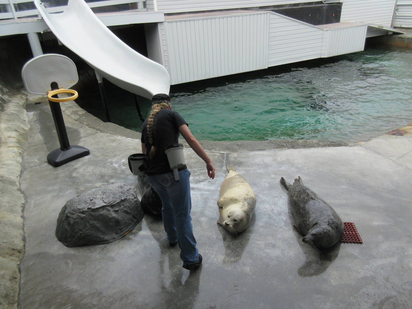 California Sea Lion/Harbour Seal Exhibit - in middle of show
