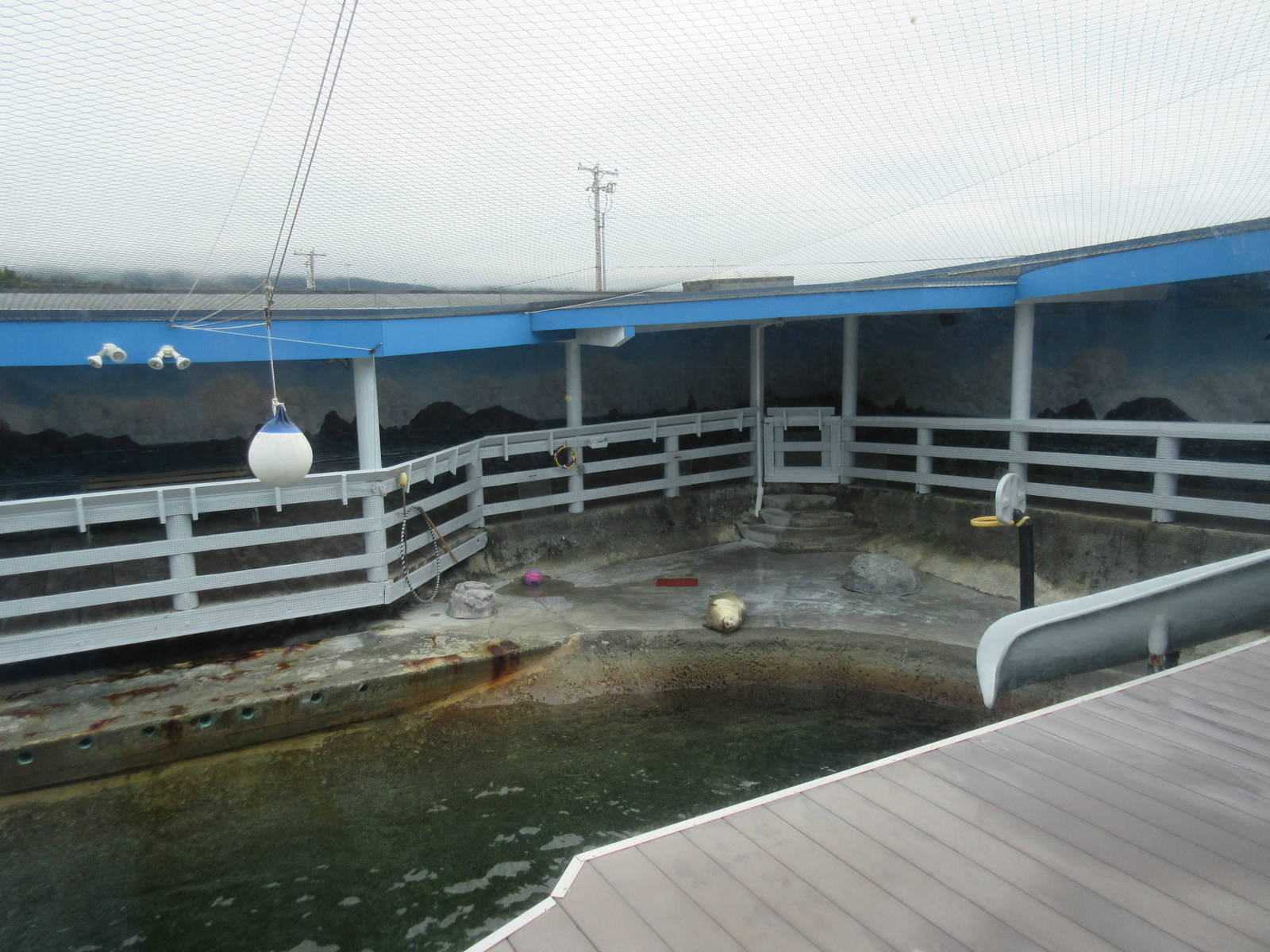 California Sea Lion/Harbour Seal Exhibit (upper view)
