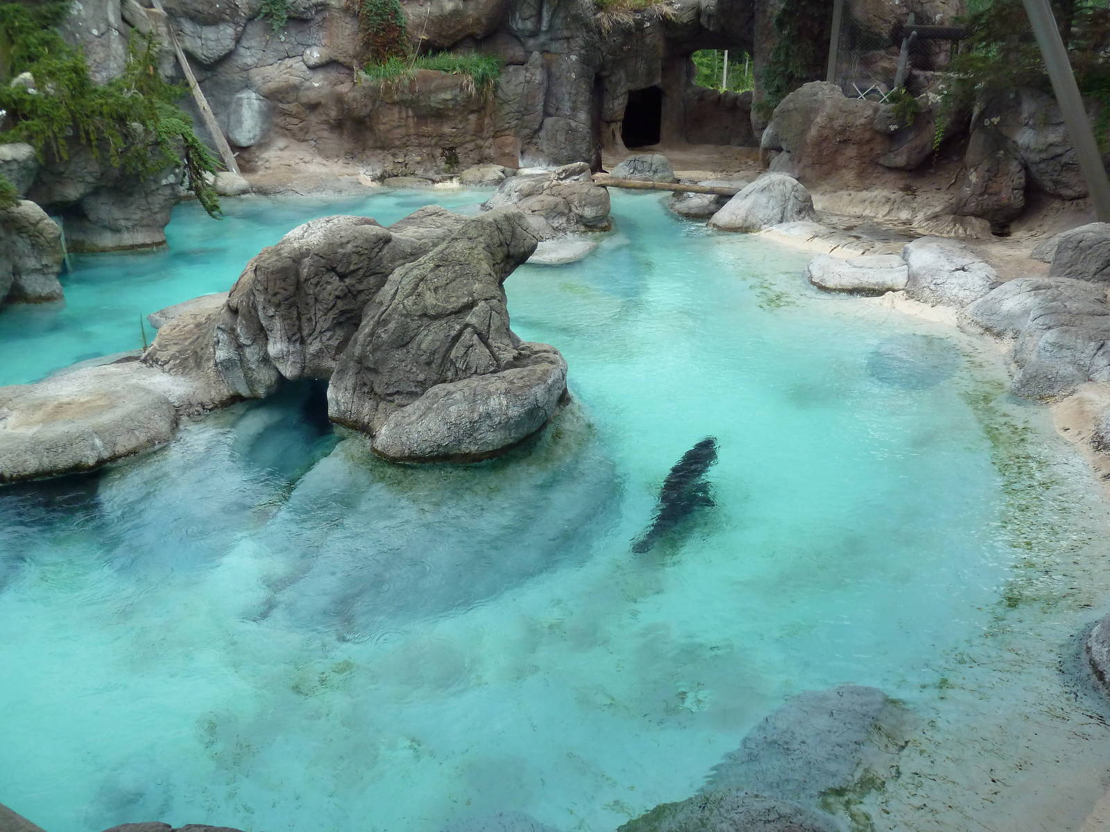 California Sea Lion/Harbour Seal Exhibit