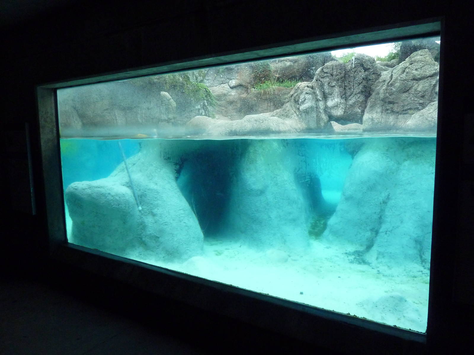 California Sea Lion/Harbour Seal Exhibit