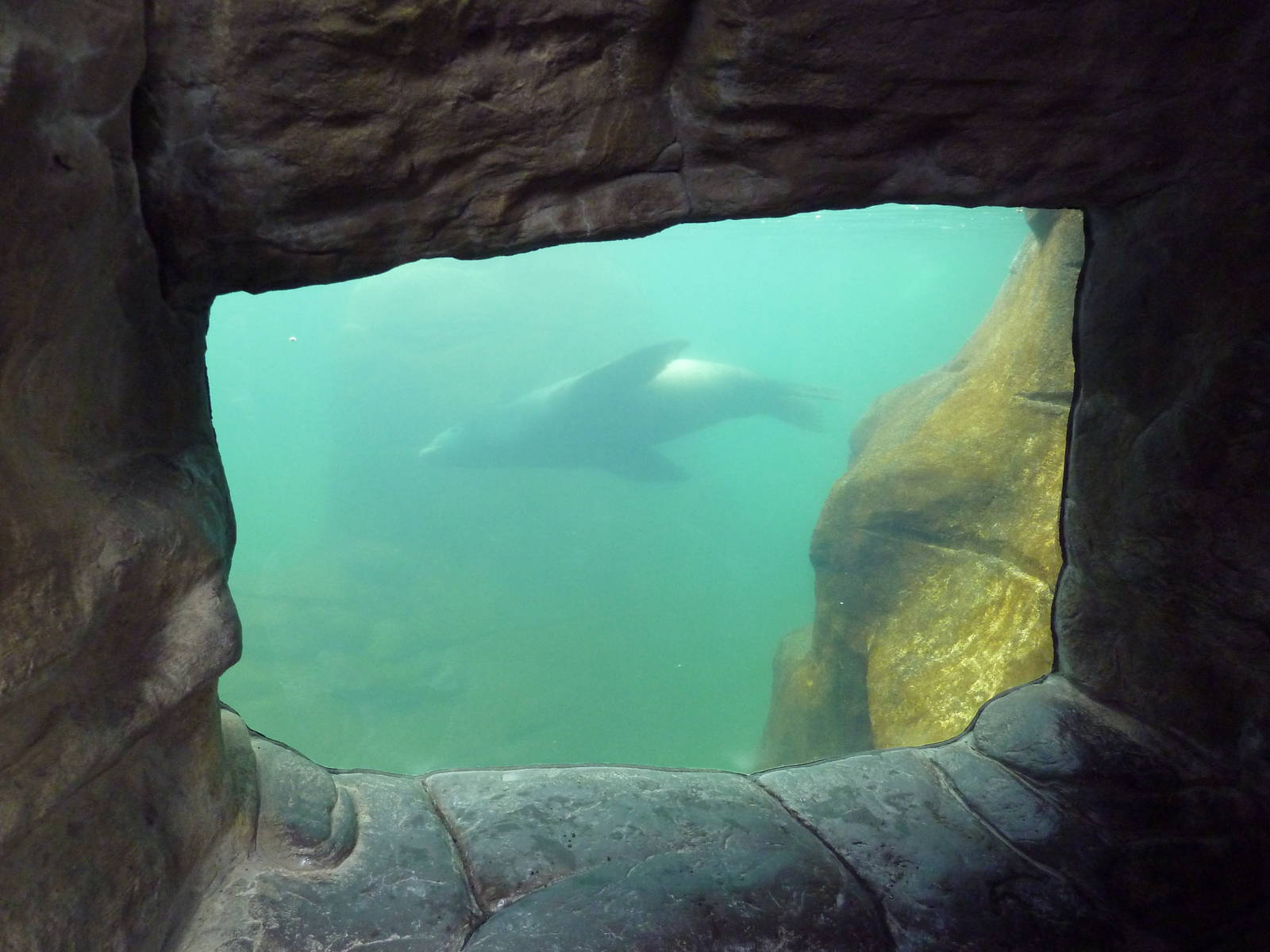 California Sea Lion/Harbour Seal Exhibit