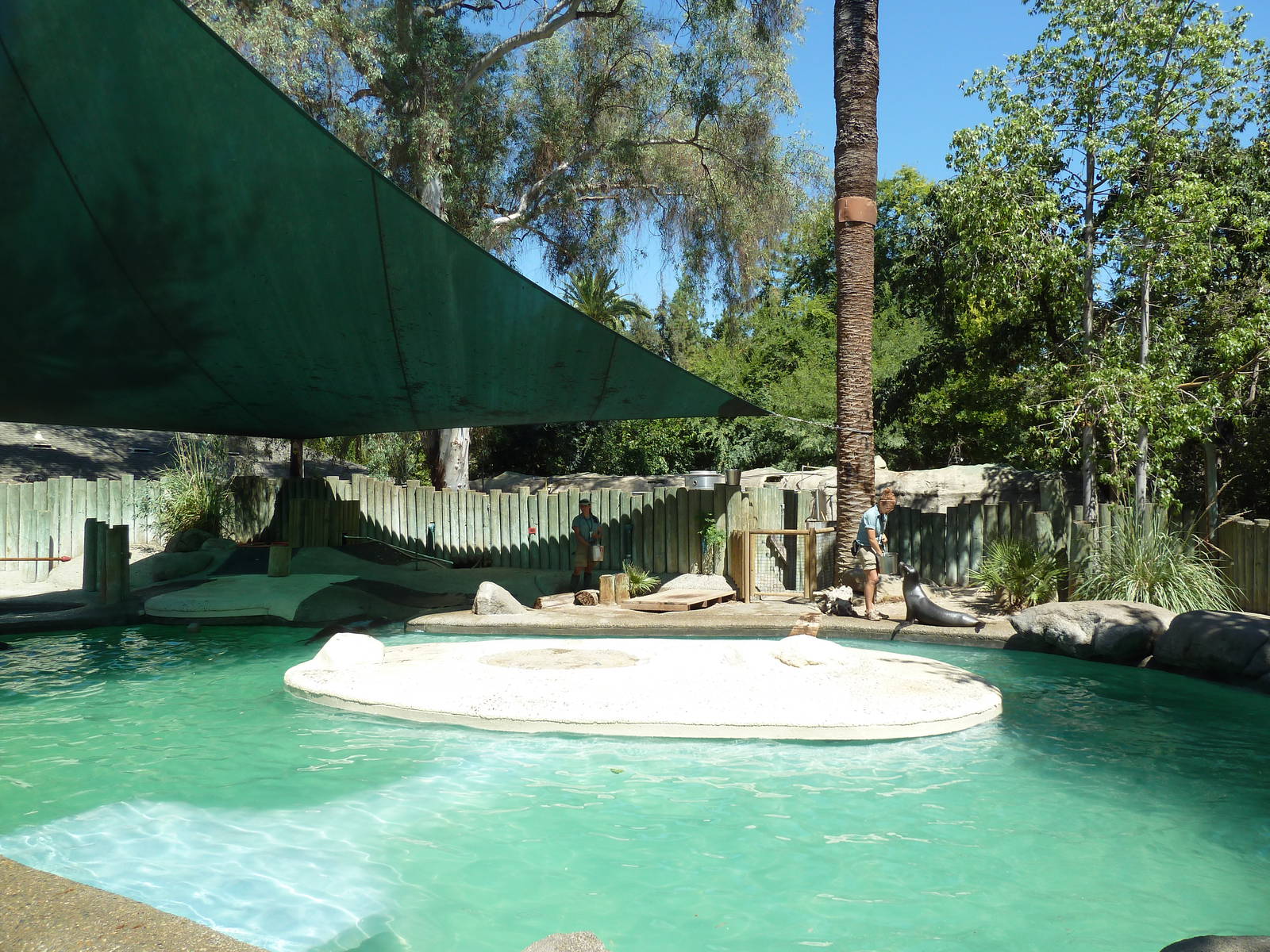 California Sea Lion/Harbour Seal Exhibit