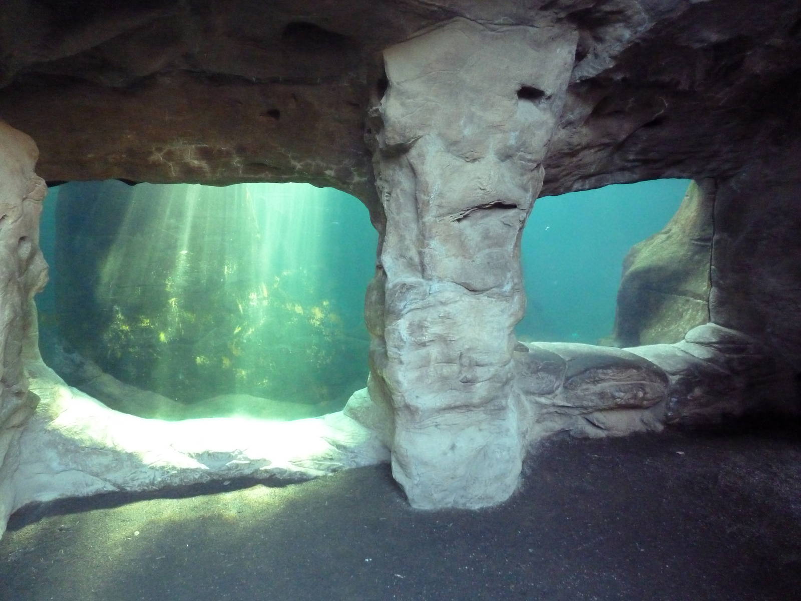 California Sea Lion/Harbour Seal Exhibit