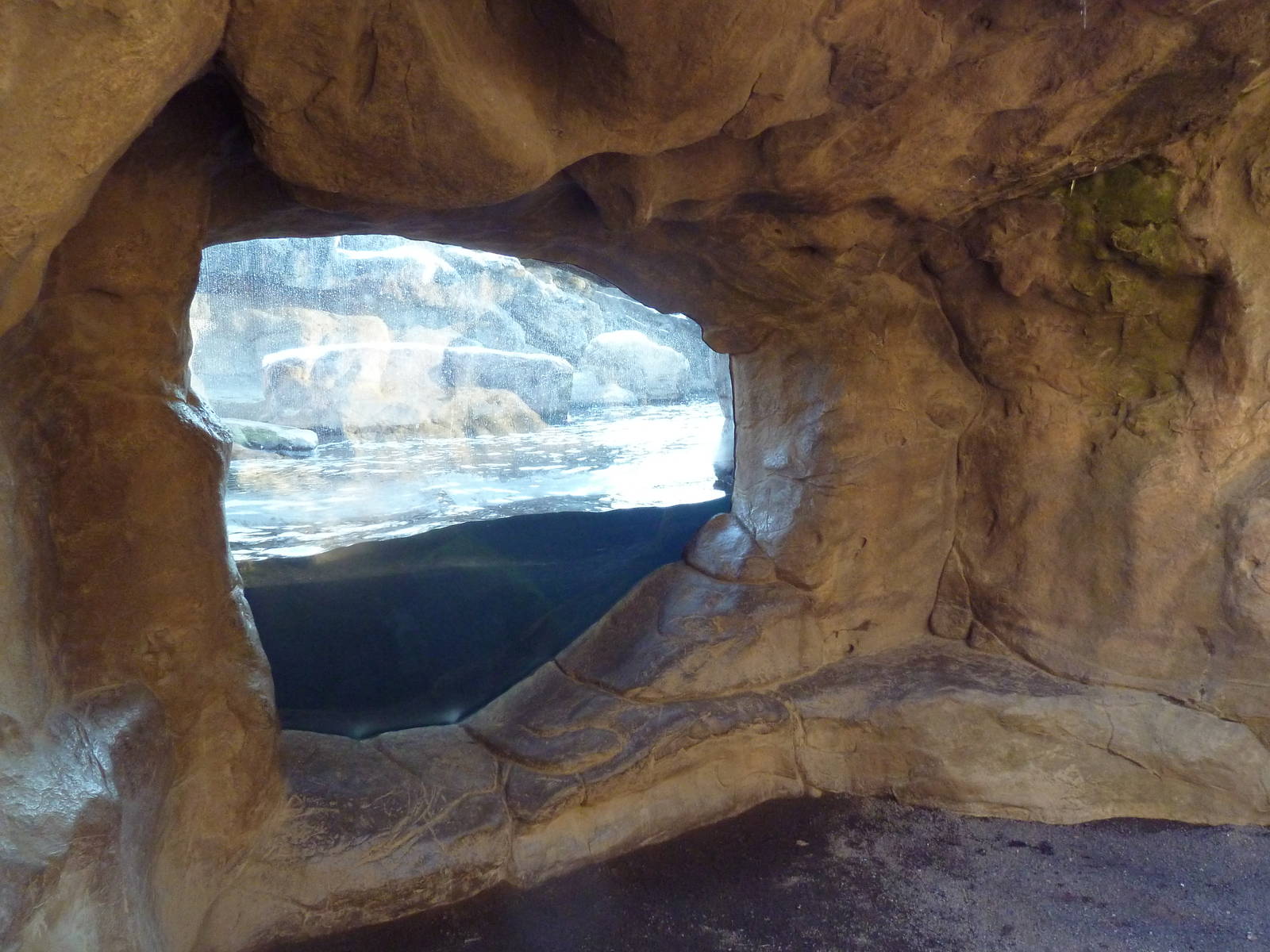 California Sea Lion/Harbour Seal Exhibit