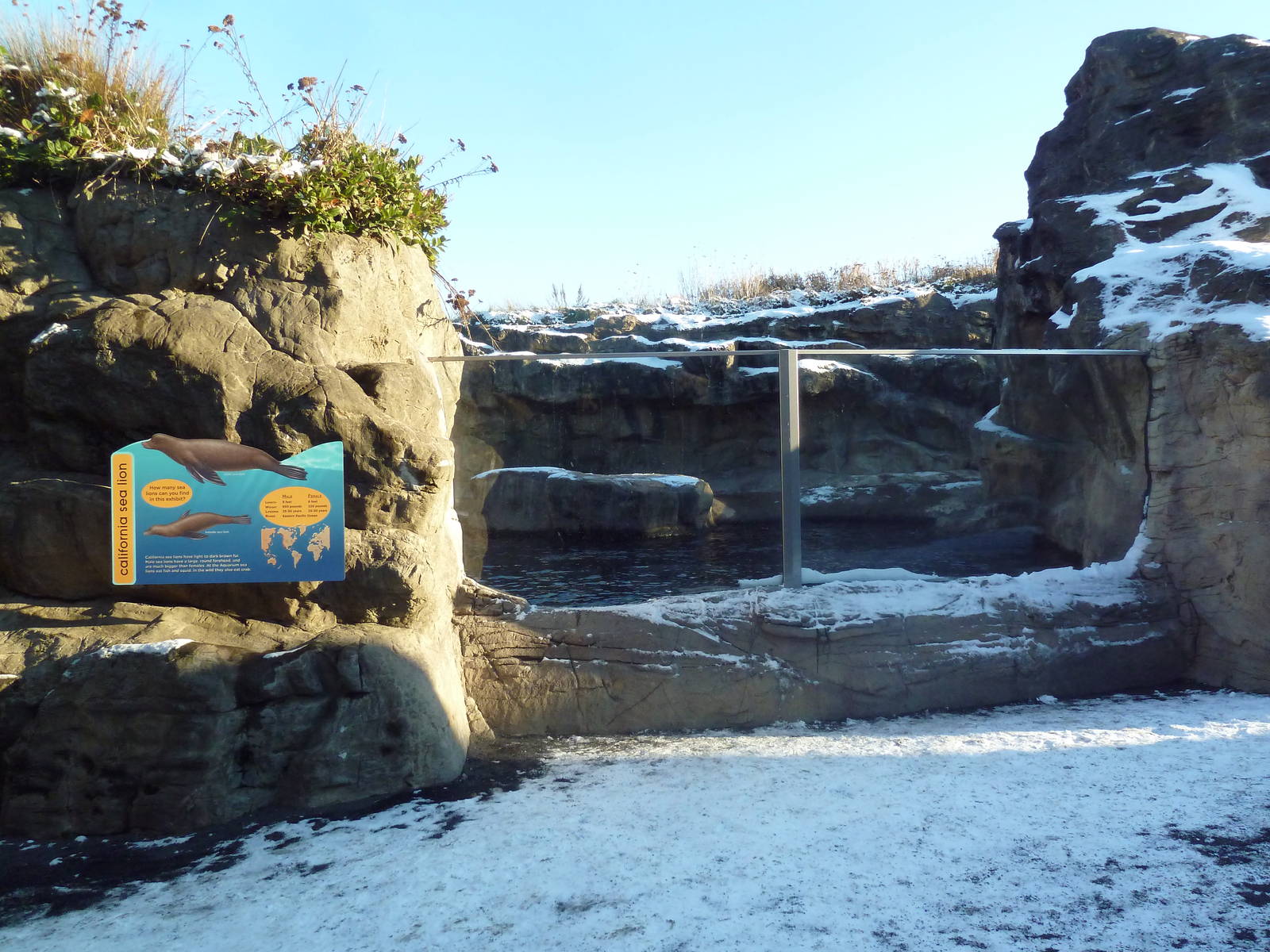 California Sea Lion/Harbour Seal Exhibit