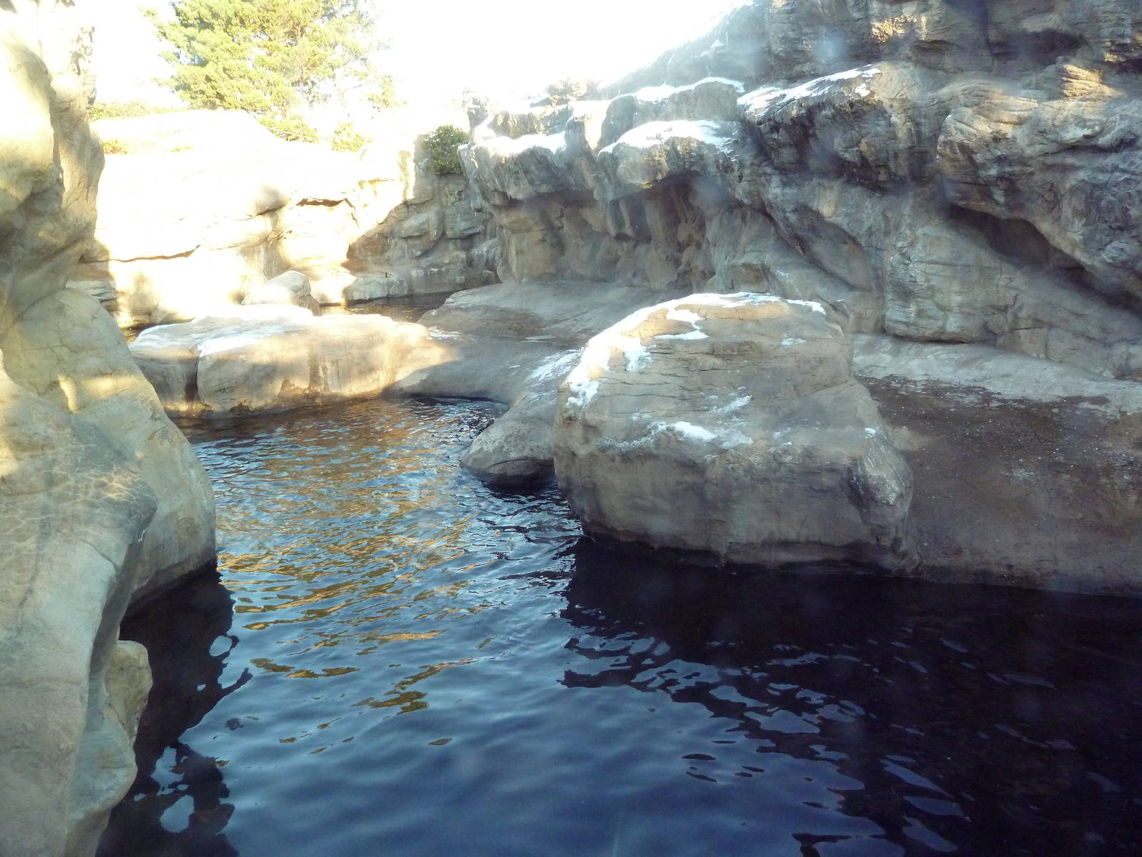 California Sea Lion/Harbour Seal Exhibit