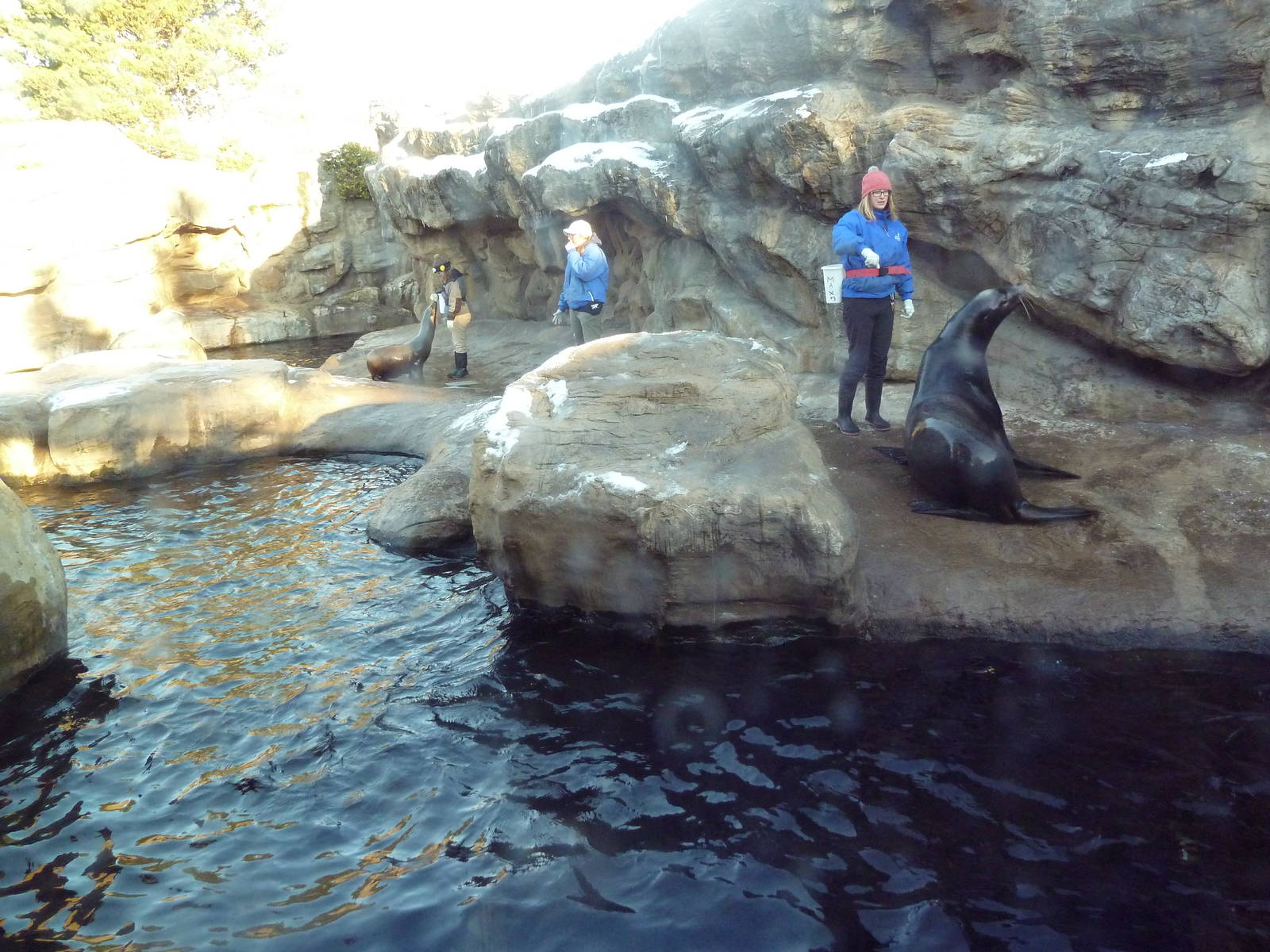 California Sea Lion/Harbour Seal Exhibit