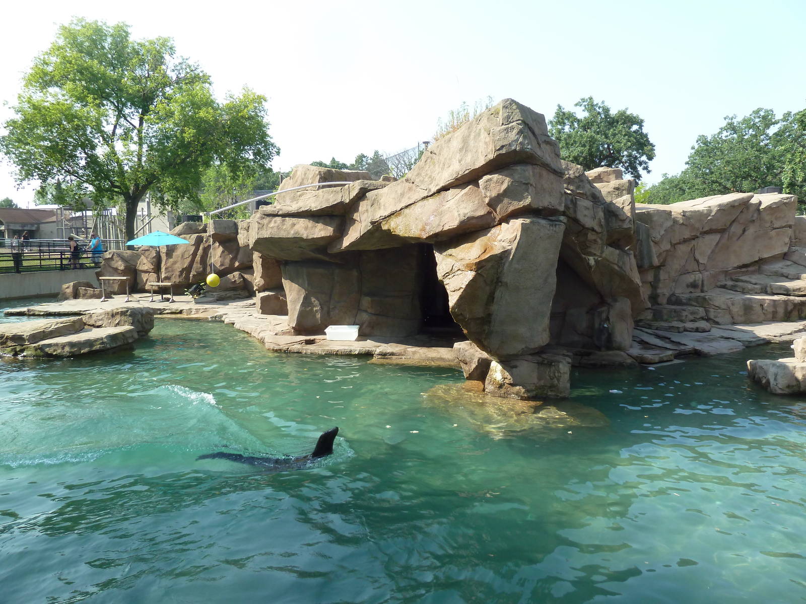 California Sea Lion/Harbour Seal Exhibit
