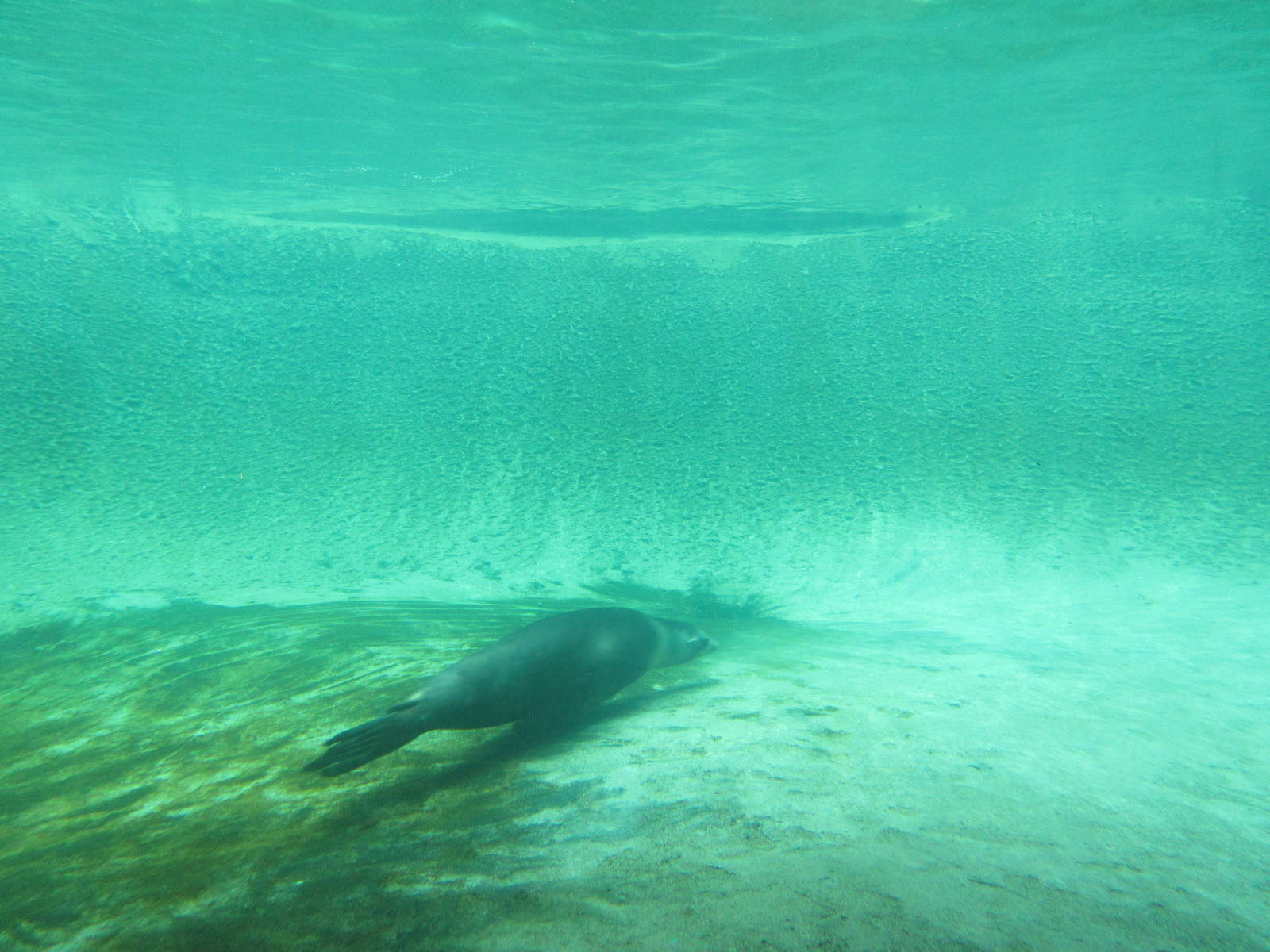 California Sea Lion/Harbour Seal Underwater Viewing