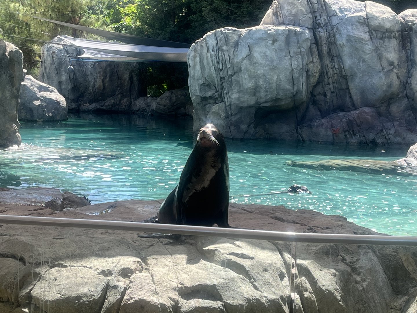 California Sea Lion Hendrix