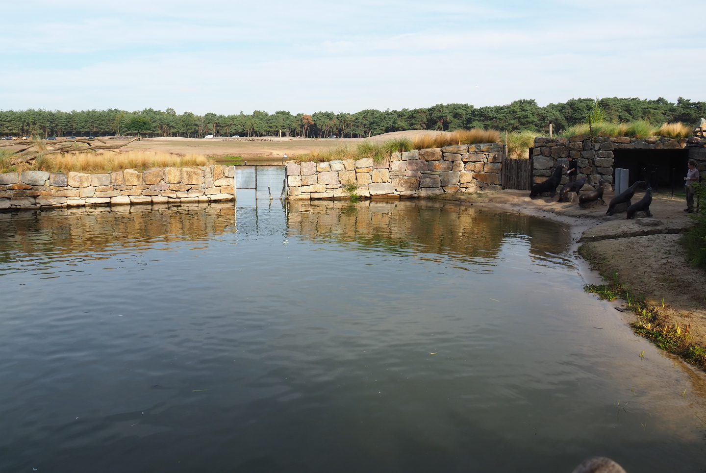 California sea lion holding exhibit, 2019-09-15