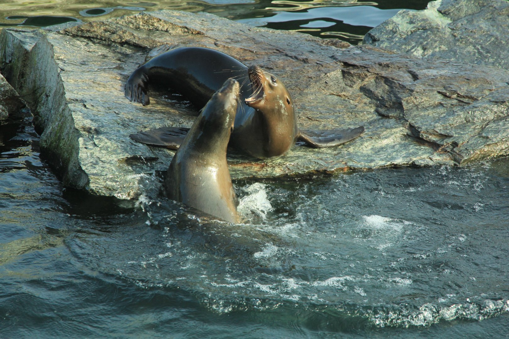 California Sea Lion in former Polar Bear enclosure (December 2018)