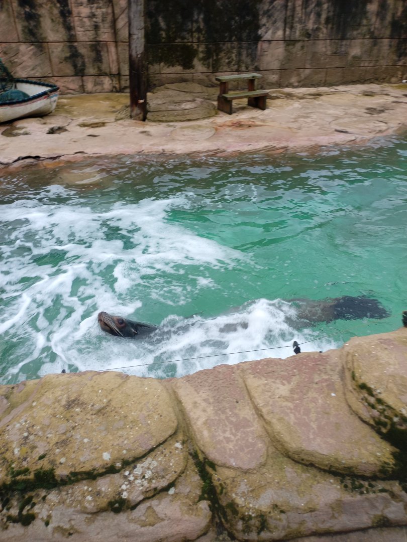California Sea Lion in its smaller pool