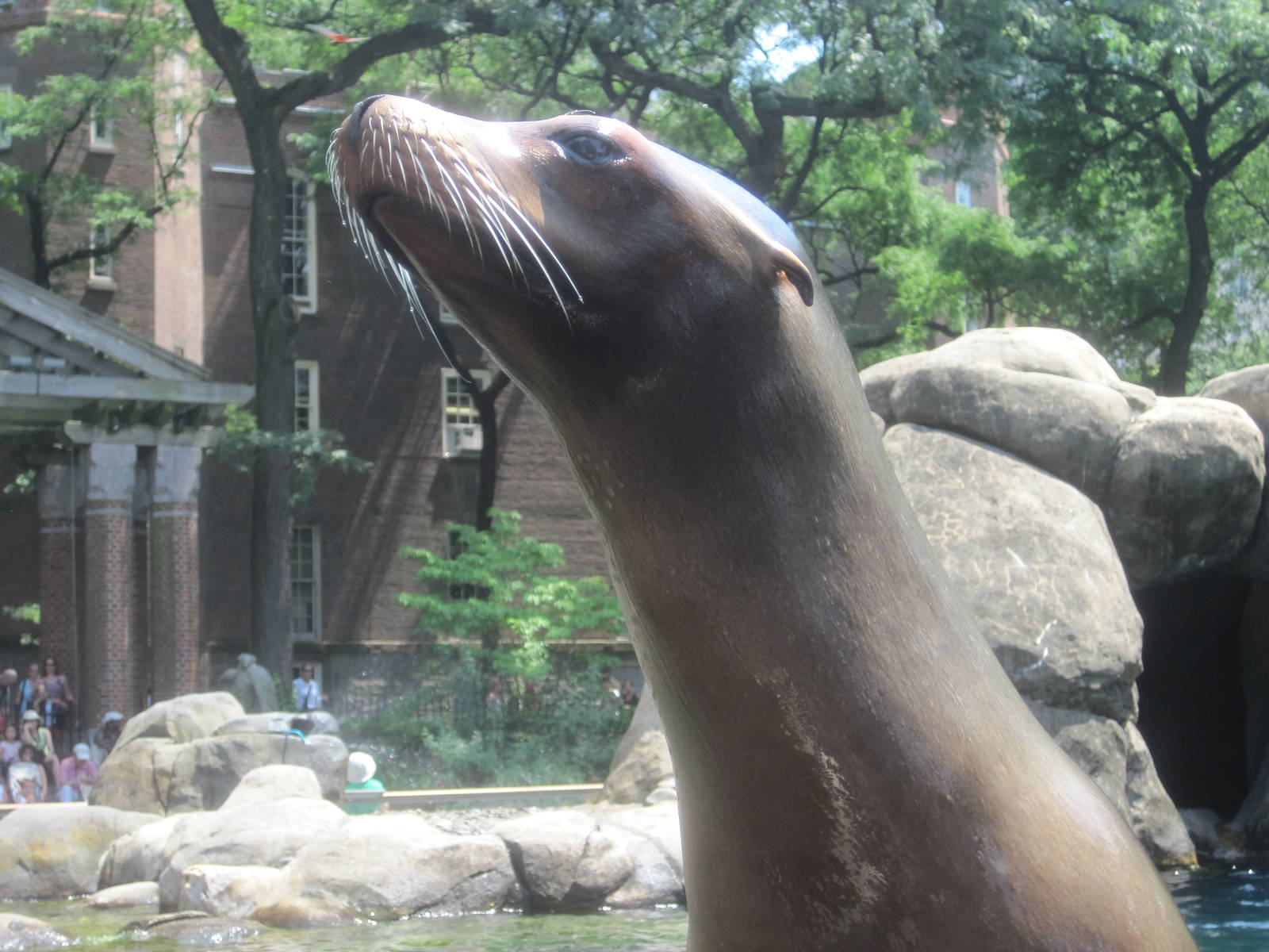 California Sea Lion in July 2010