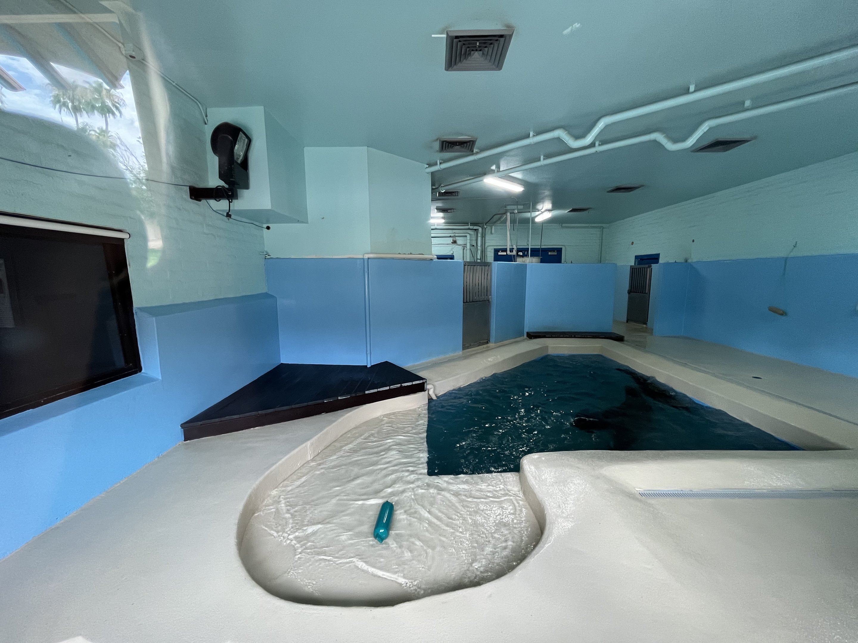 California Sea Lion Indoor Exhibit