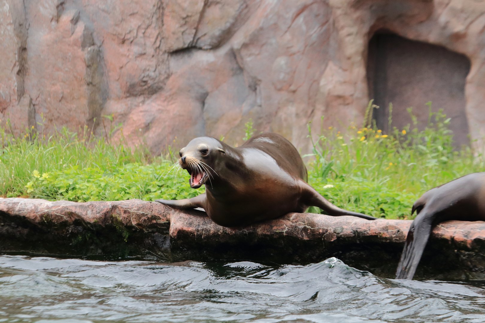 California sea lion (July 2020)