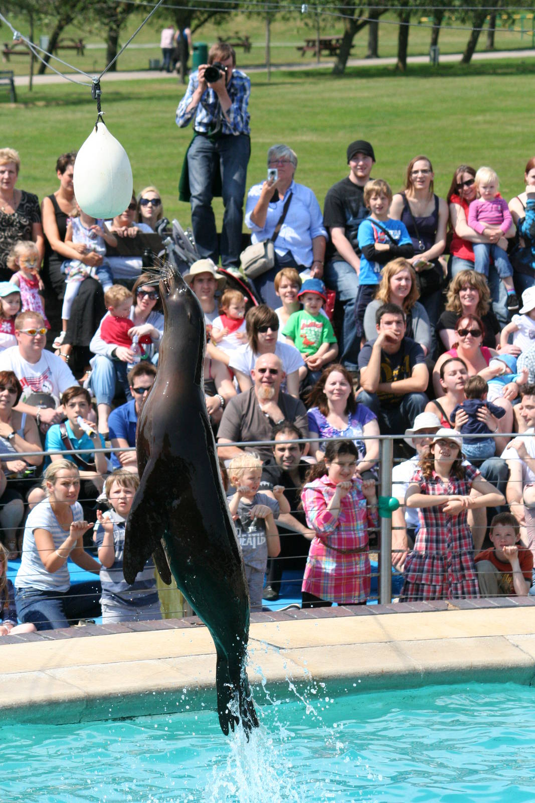 California sea lion jump