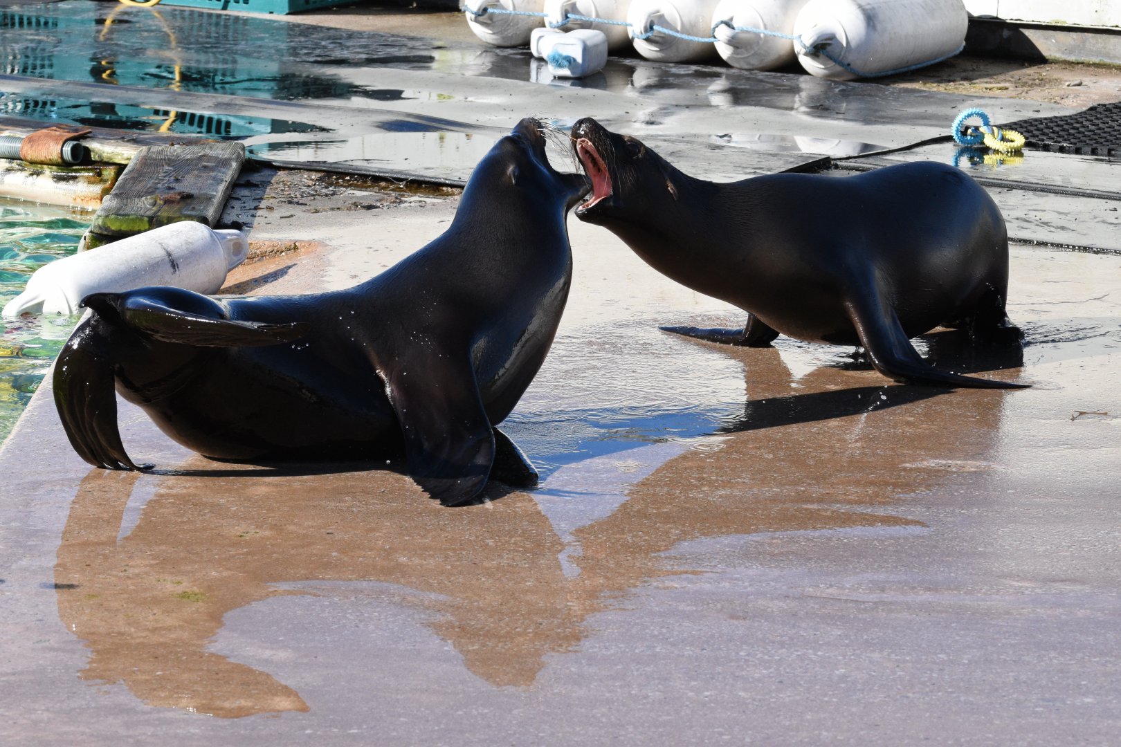California sea lion juveniles