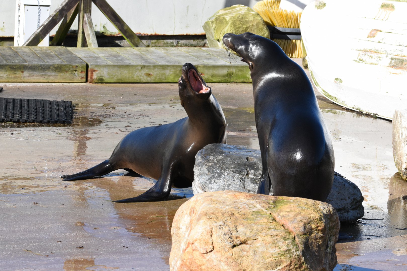 California sea lion juveniles