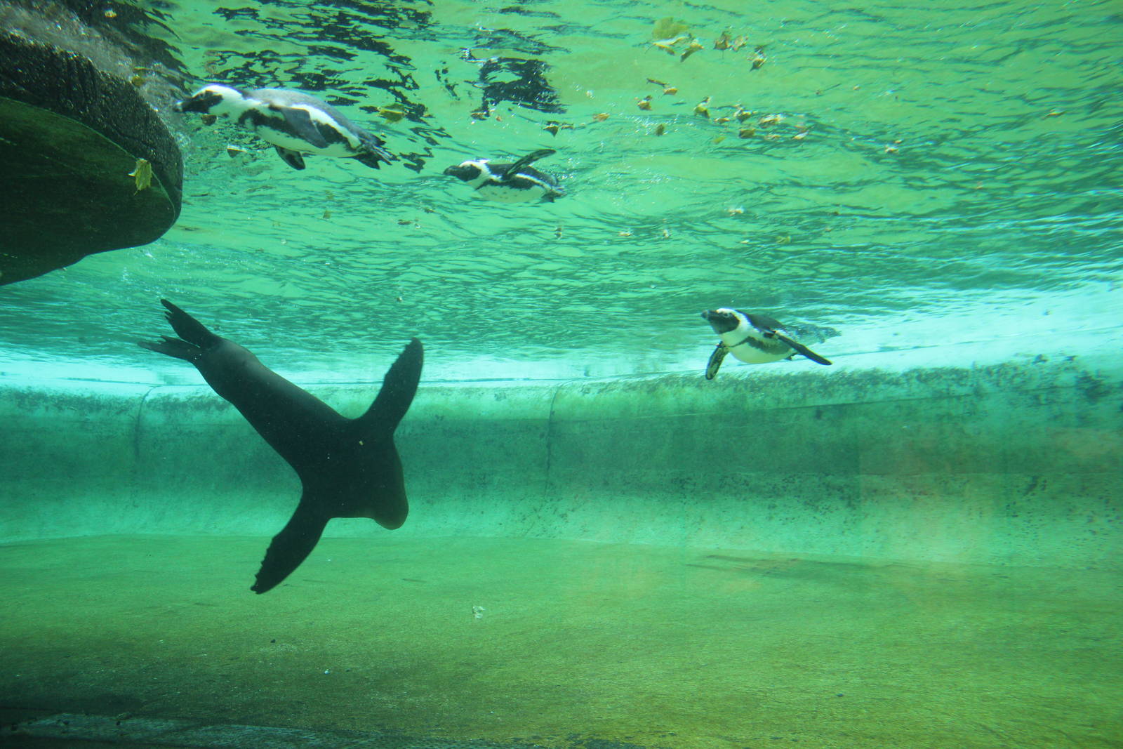 California sea lion mixed with African black-footed penguins