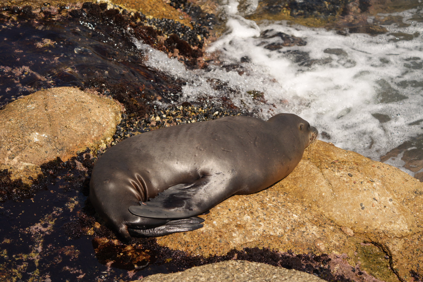 California Sea Lion (Monterey Bay)