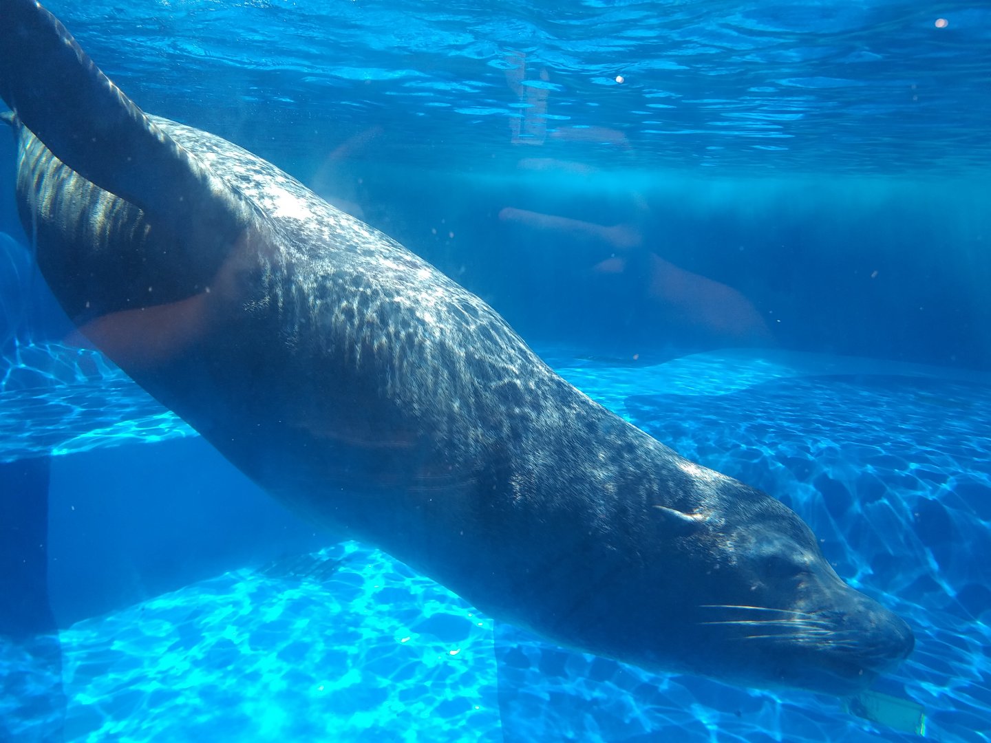 California sea lion -MundoMar Benidorm (2021)