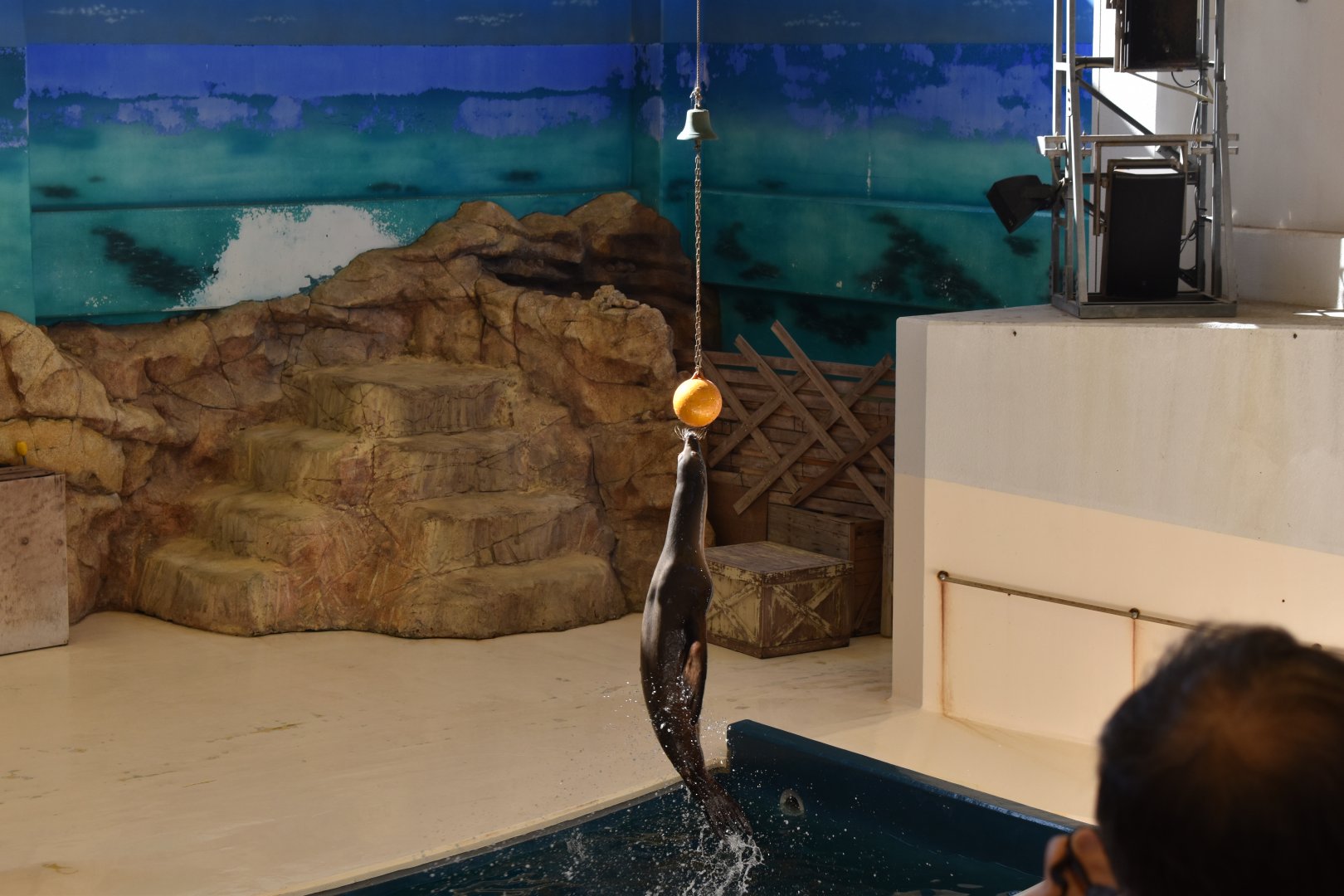 California Sea Lion ~ October 28th 2022