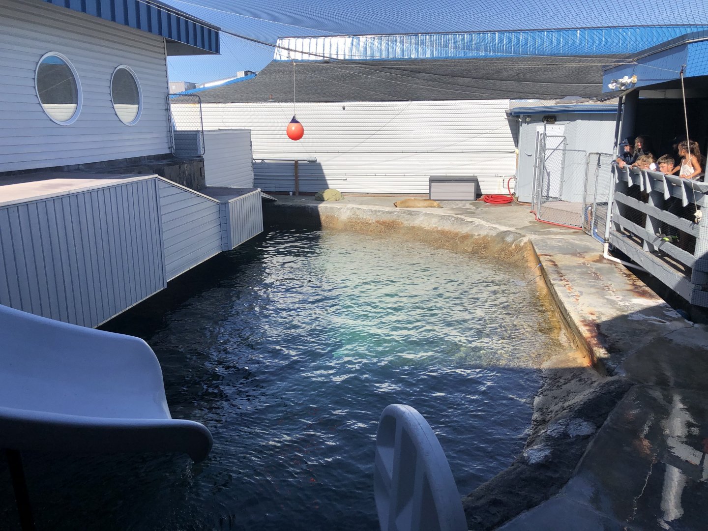 California sea lion/Pacific harbor seal exhibit (above water viewing)