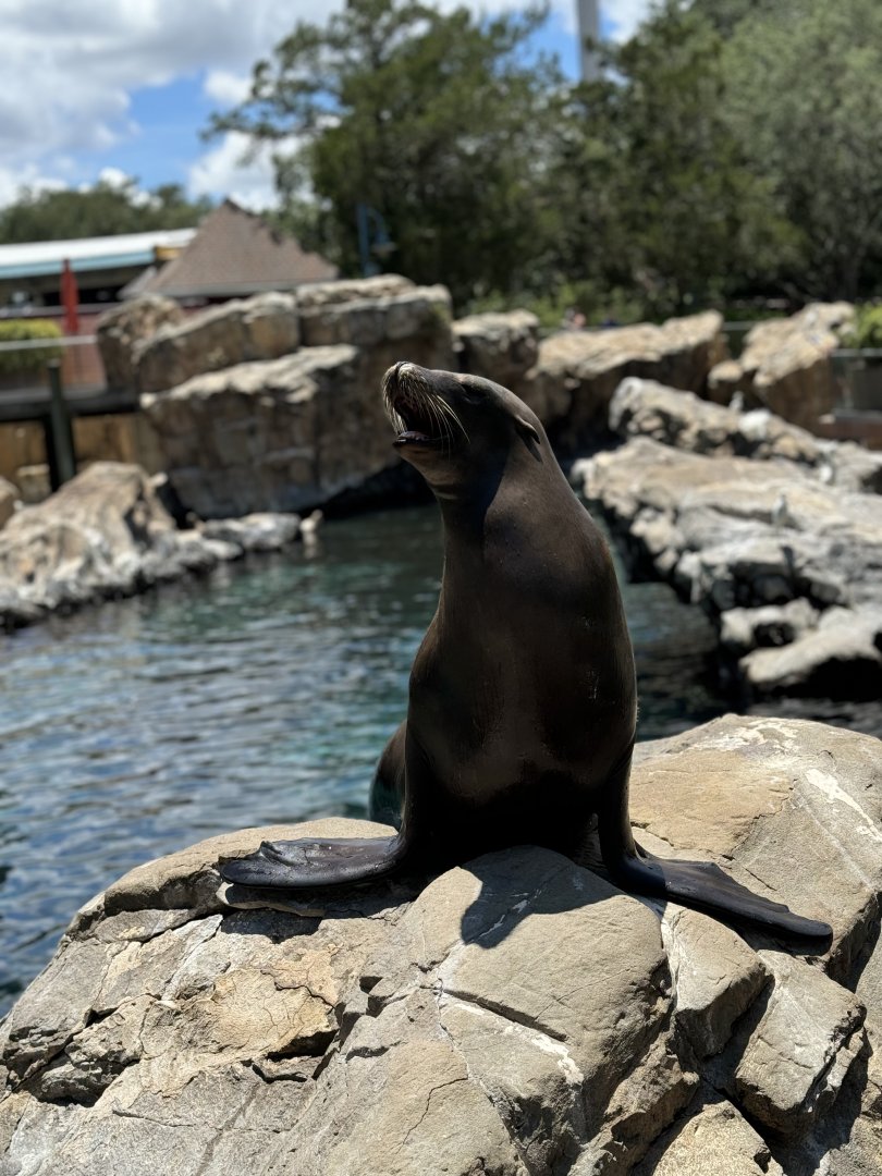California Sea Lion, Pacific Point