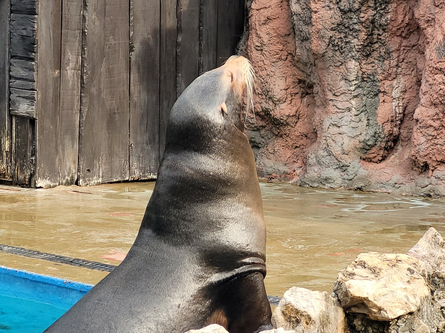 California sea lion -Parque de la Naturaleza de Cabárceno (2022)