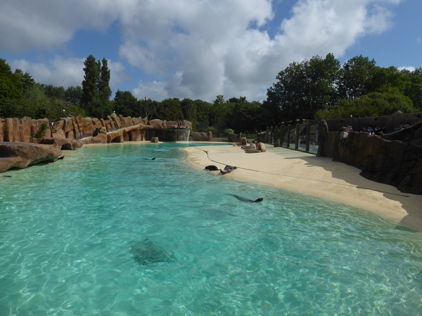 California sea-lion pool 040817