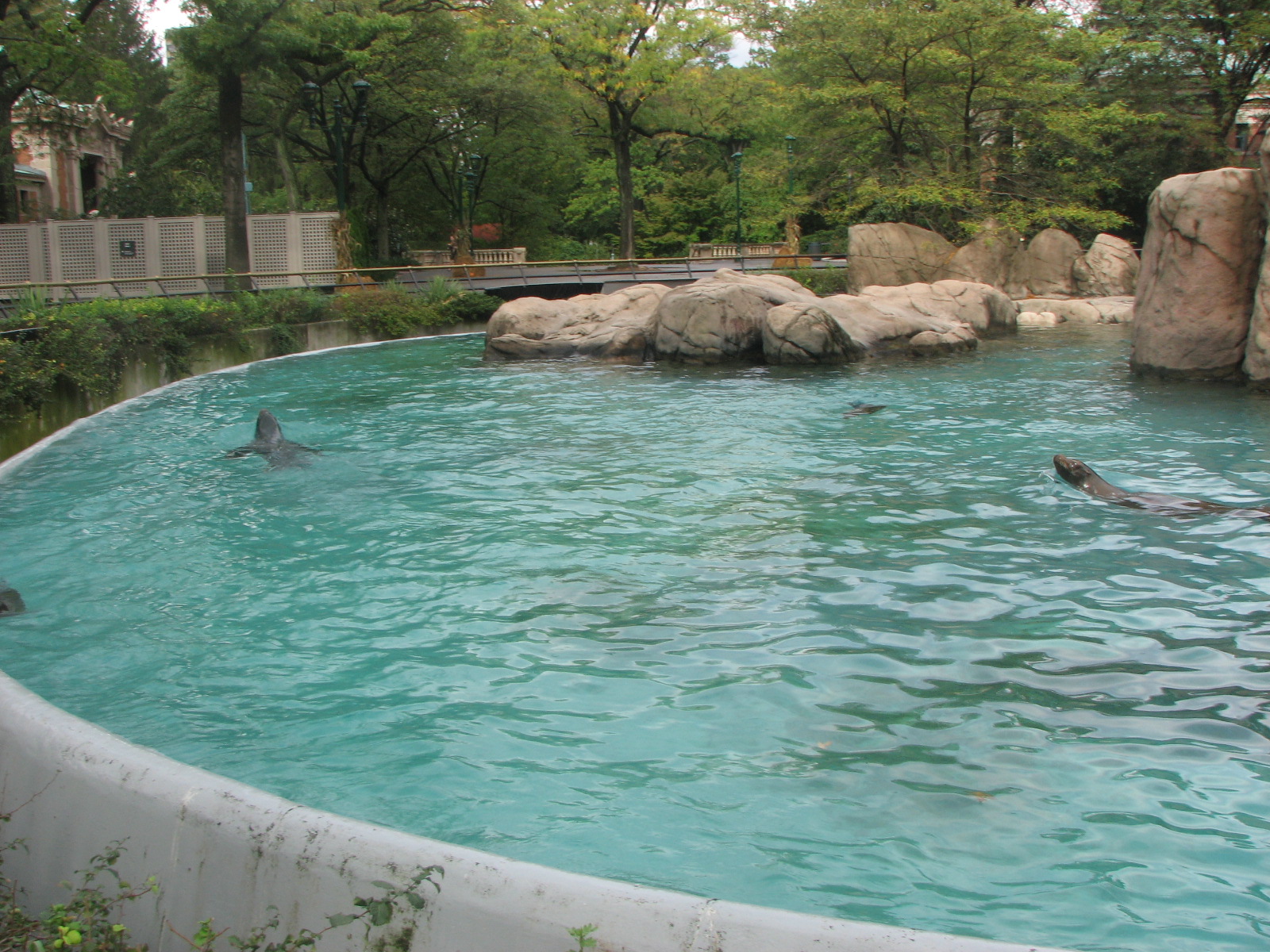 California Sea Lion pool 2011