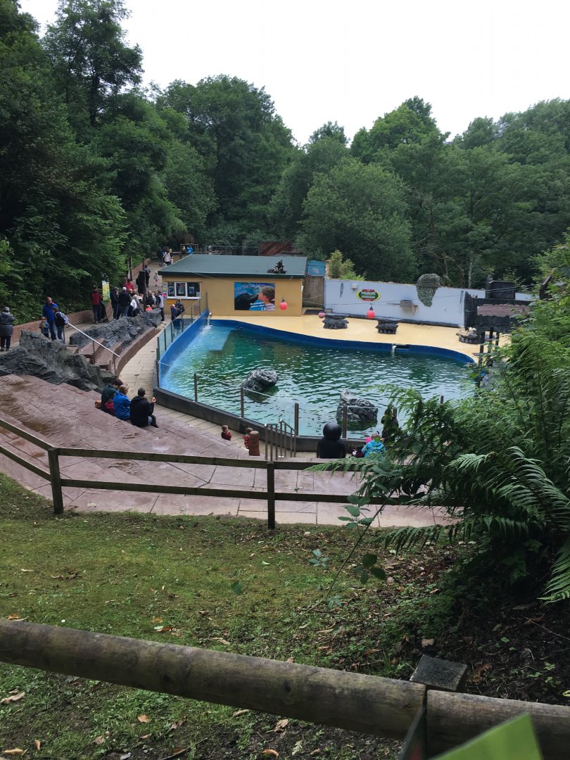 California sea-lion pool 300617