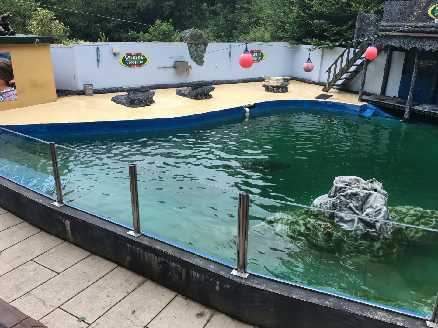 California sea-lion pool 300617