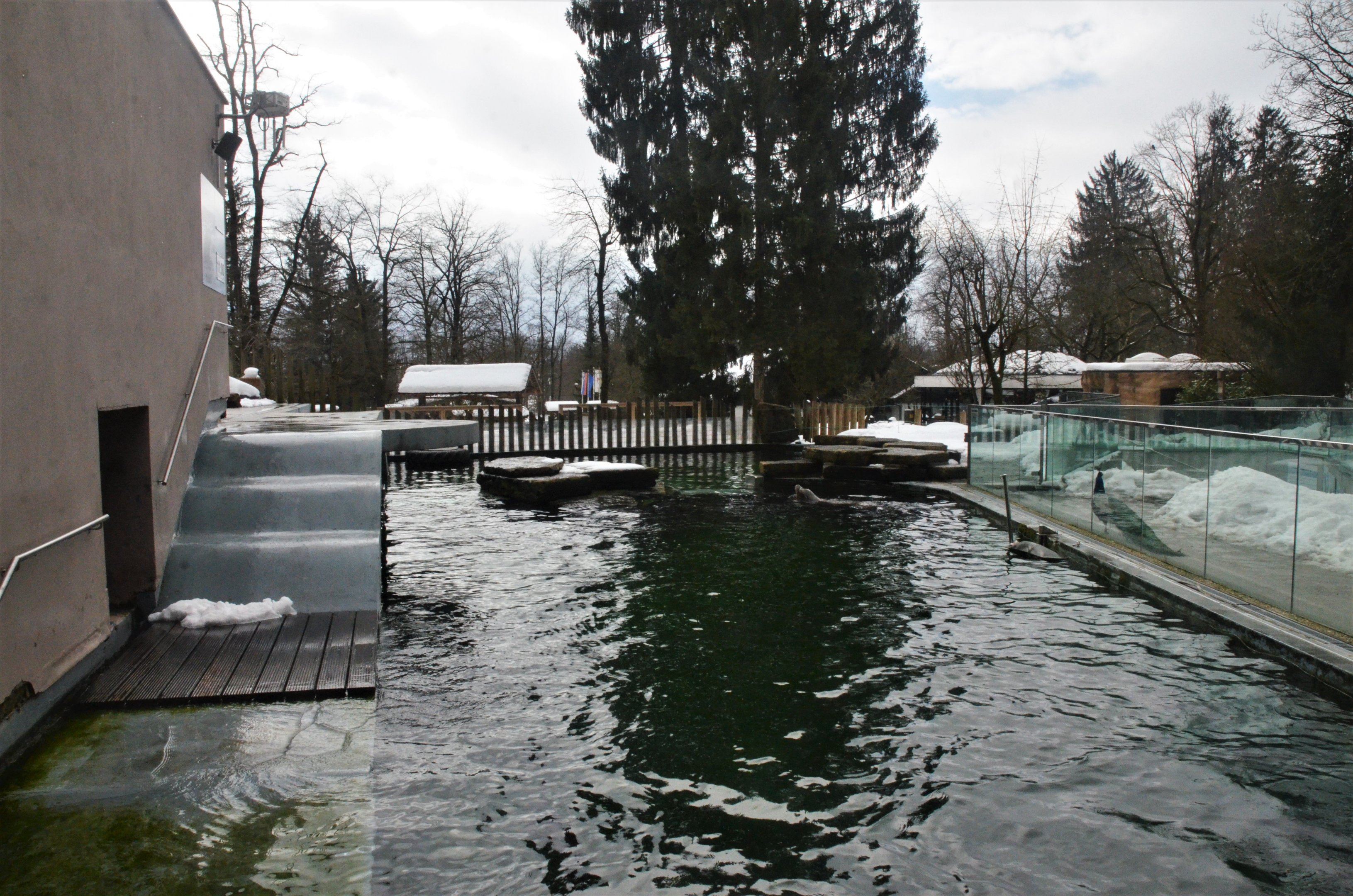 California Sea Lion Pool at Ljubljana Zoo, 07/03/18