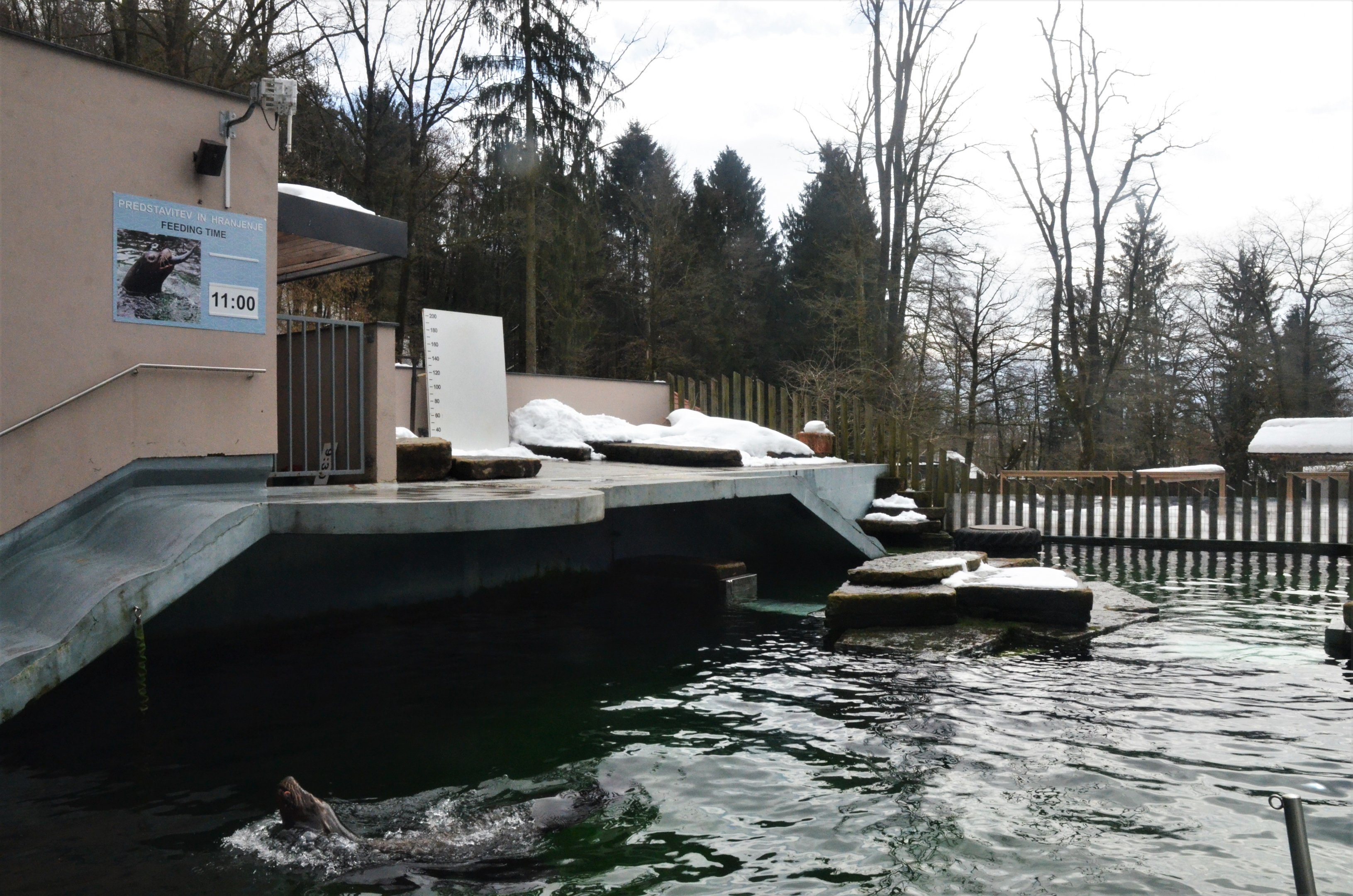 California Sea Lion Pool at Ljubljana Zoo, 07/03/18