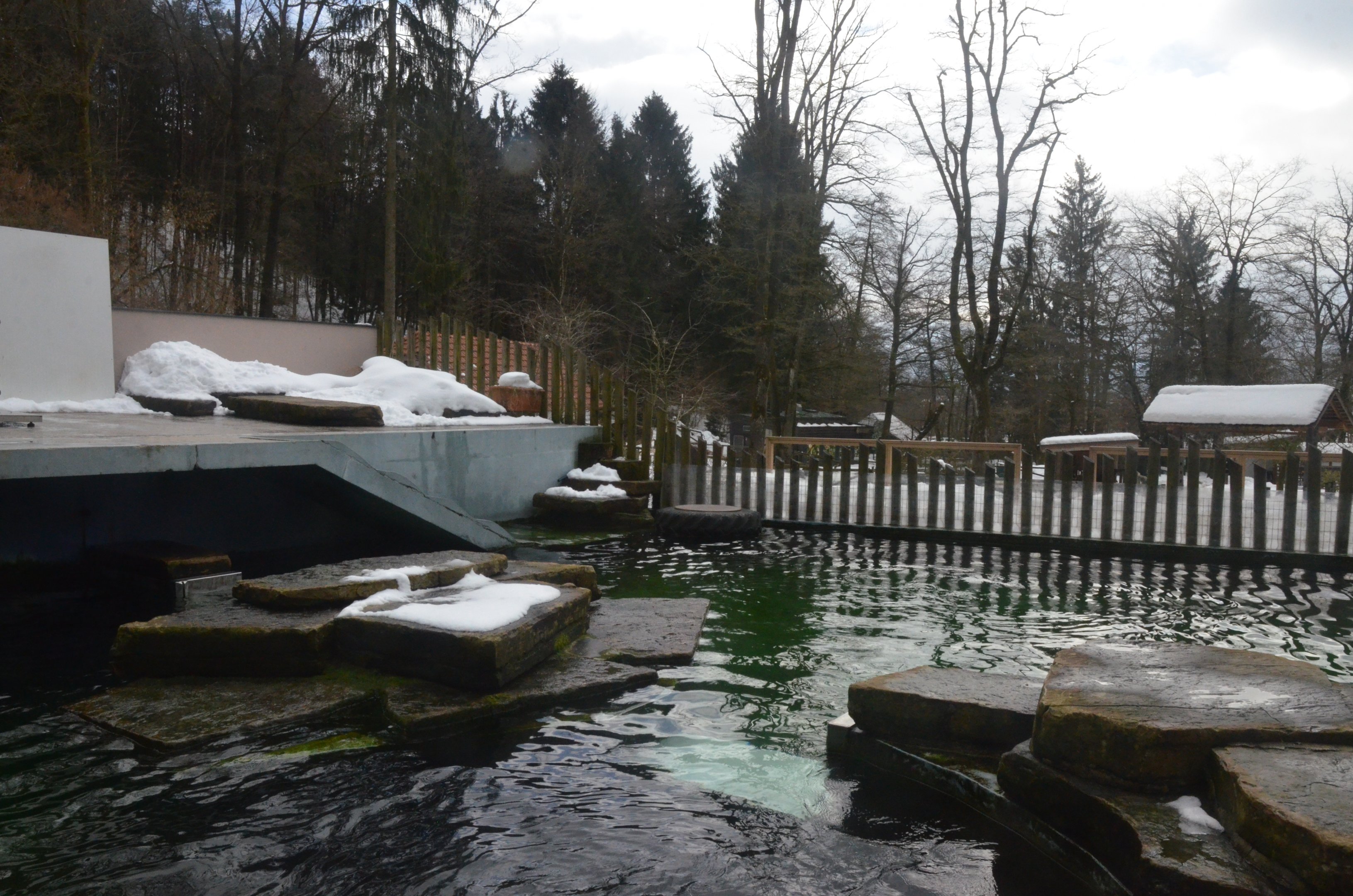 California Sea Lion Pool at Ljubljana Zoo, 07/03/18