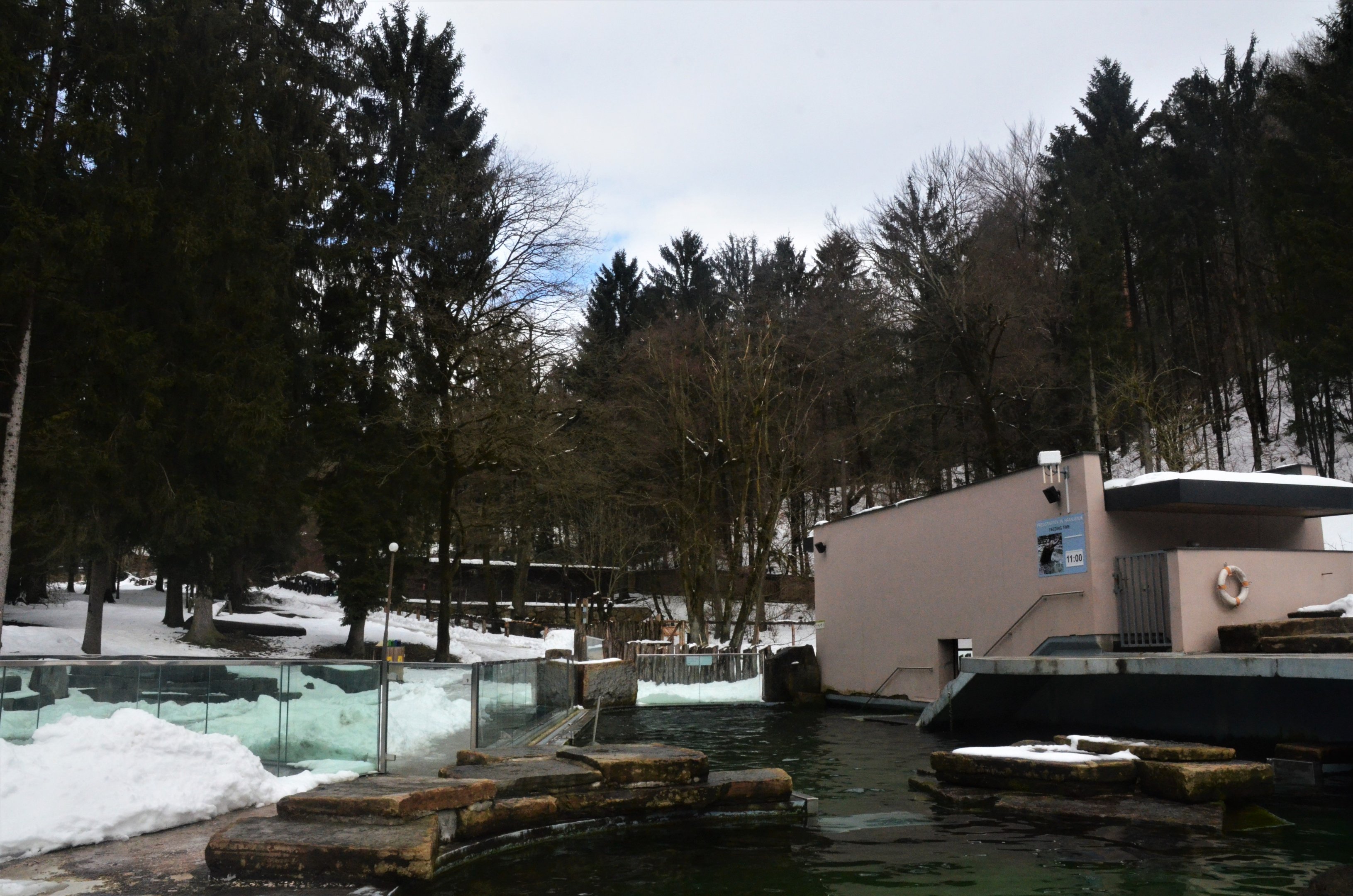 California Sea Lion Pool at Ljubljana Zoo, 07/03/18
