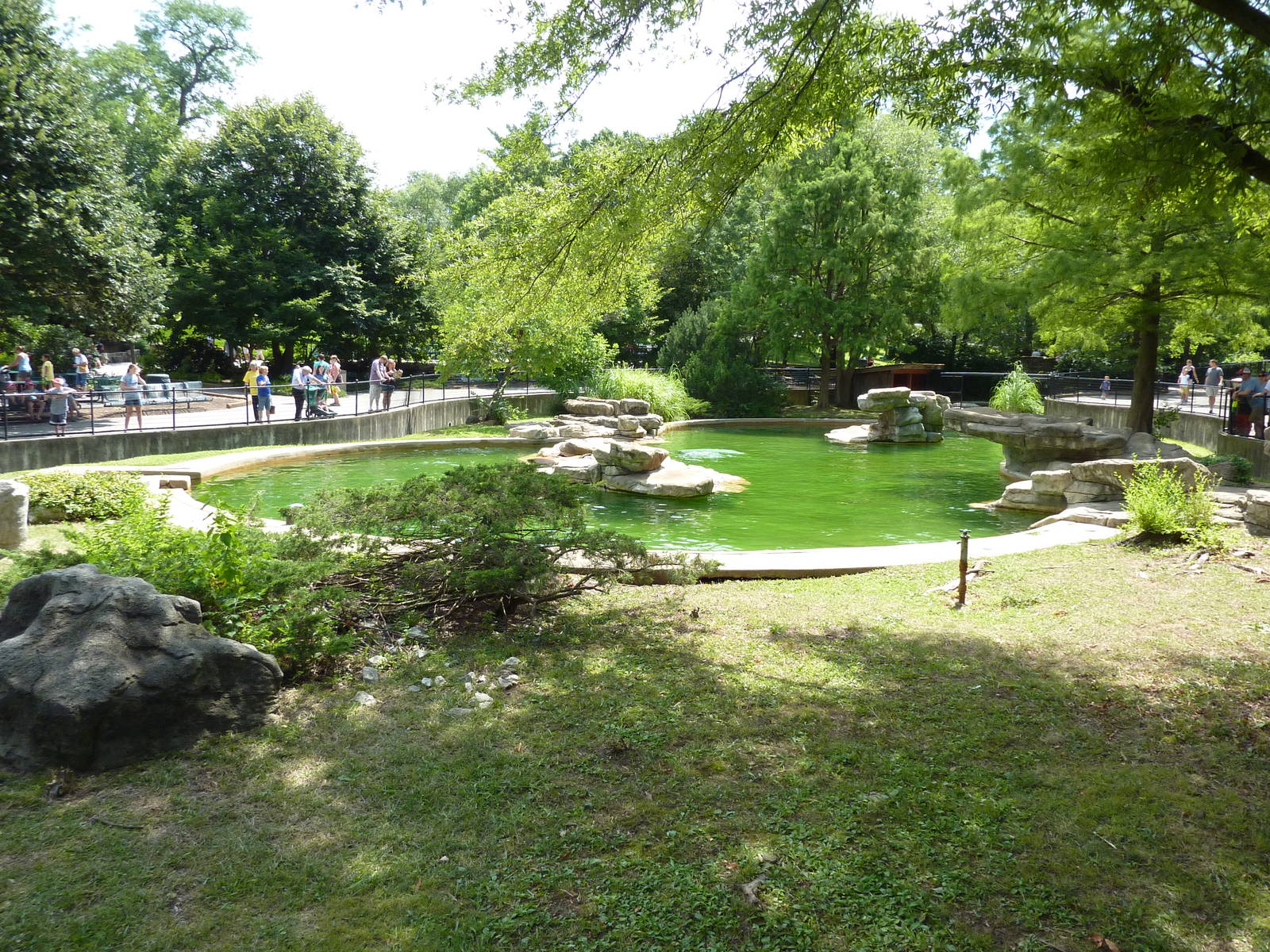 California Sea Lion Pool