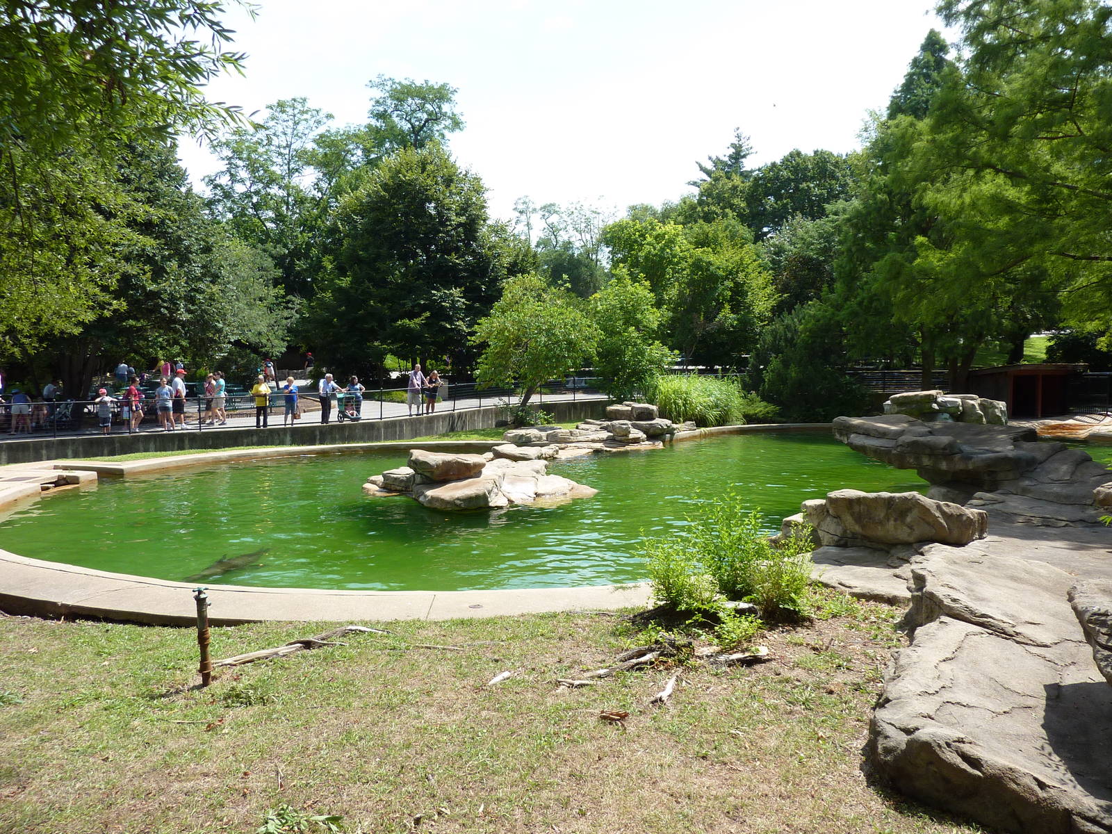 California Sea Lion Pool