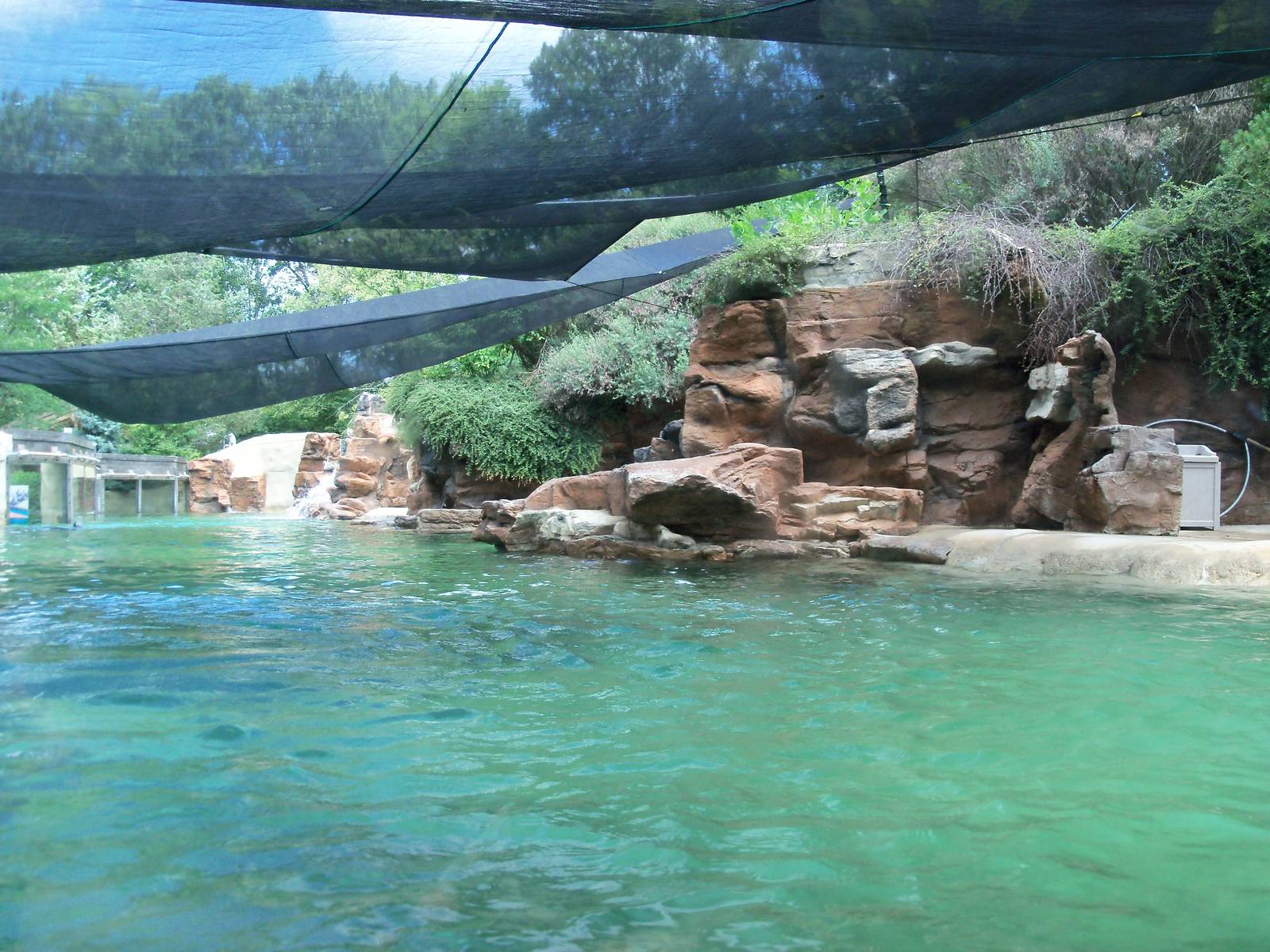 California Sea Lion Pool
