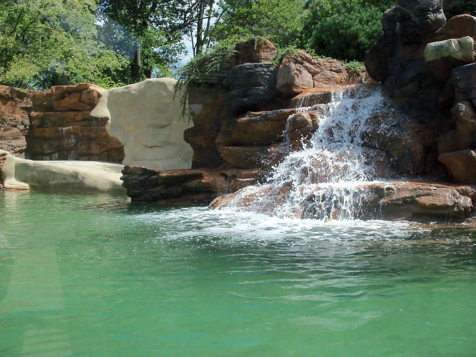 California Sea Lion Pool