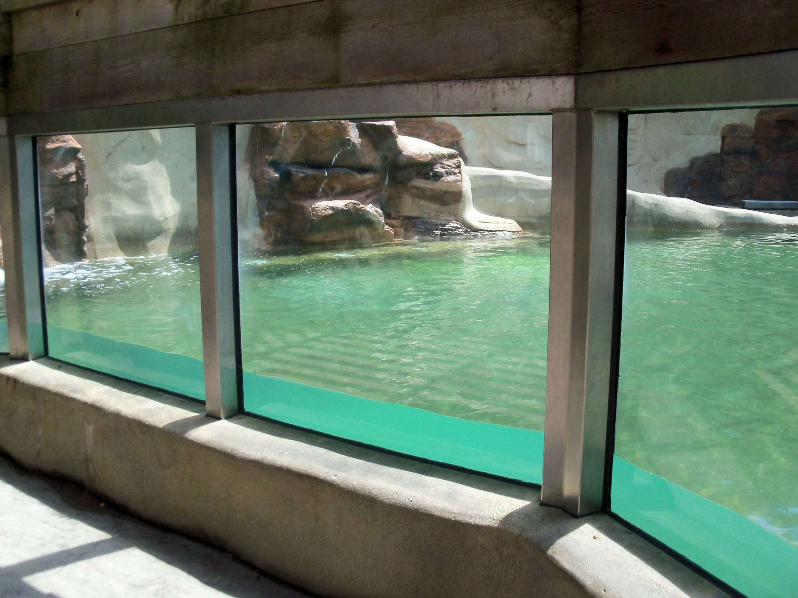 California Sea Lion Pool