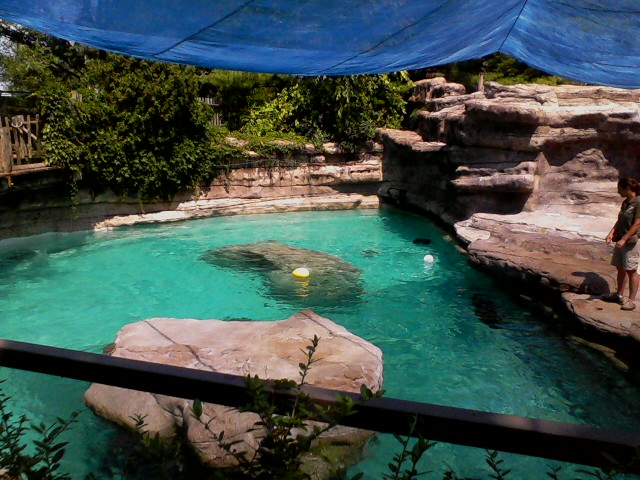 California Sea Lion pool